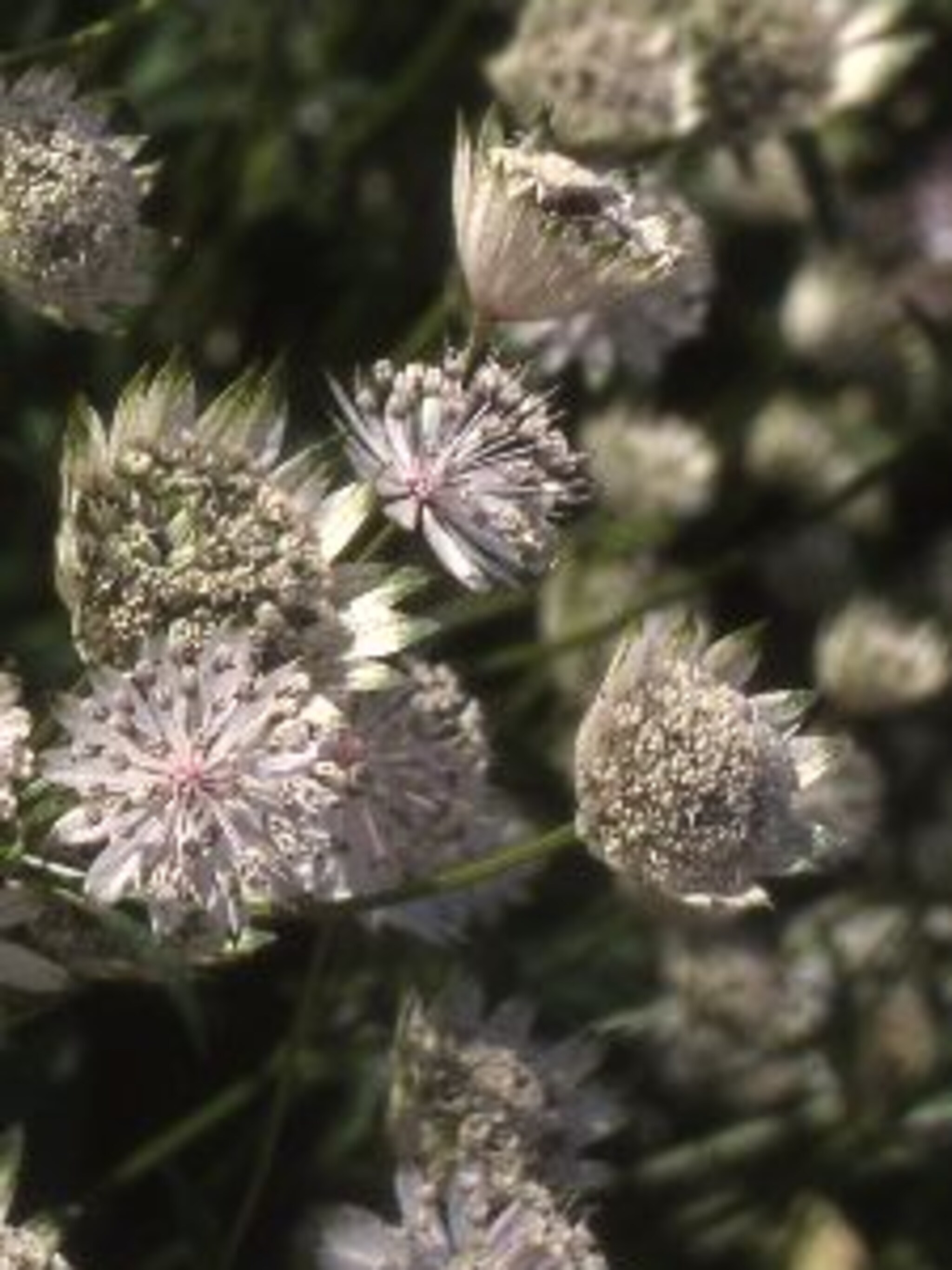 zeeuws knoopje astrantia maxima alba