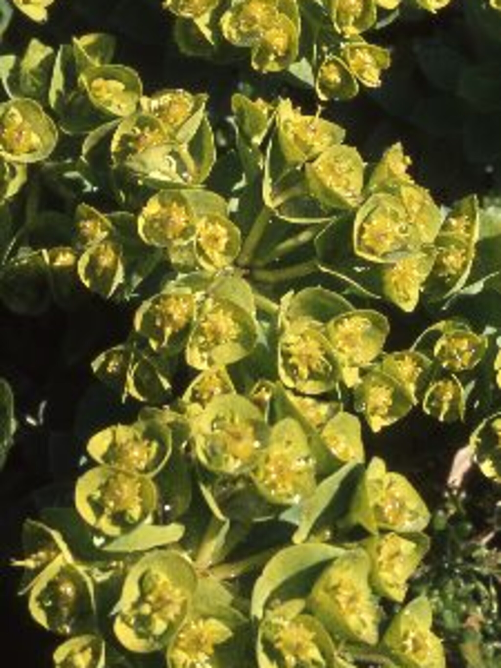 wolfsmelk euphorbia myrsinites