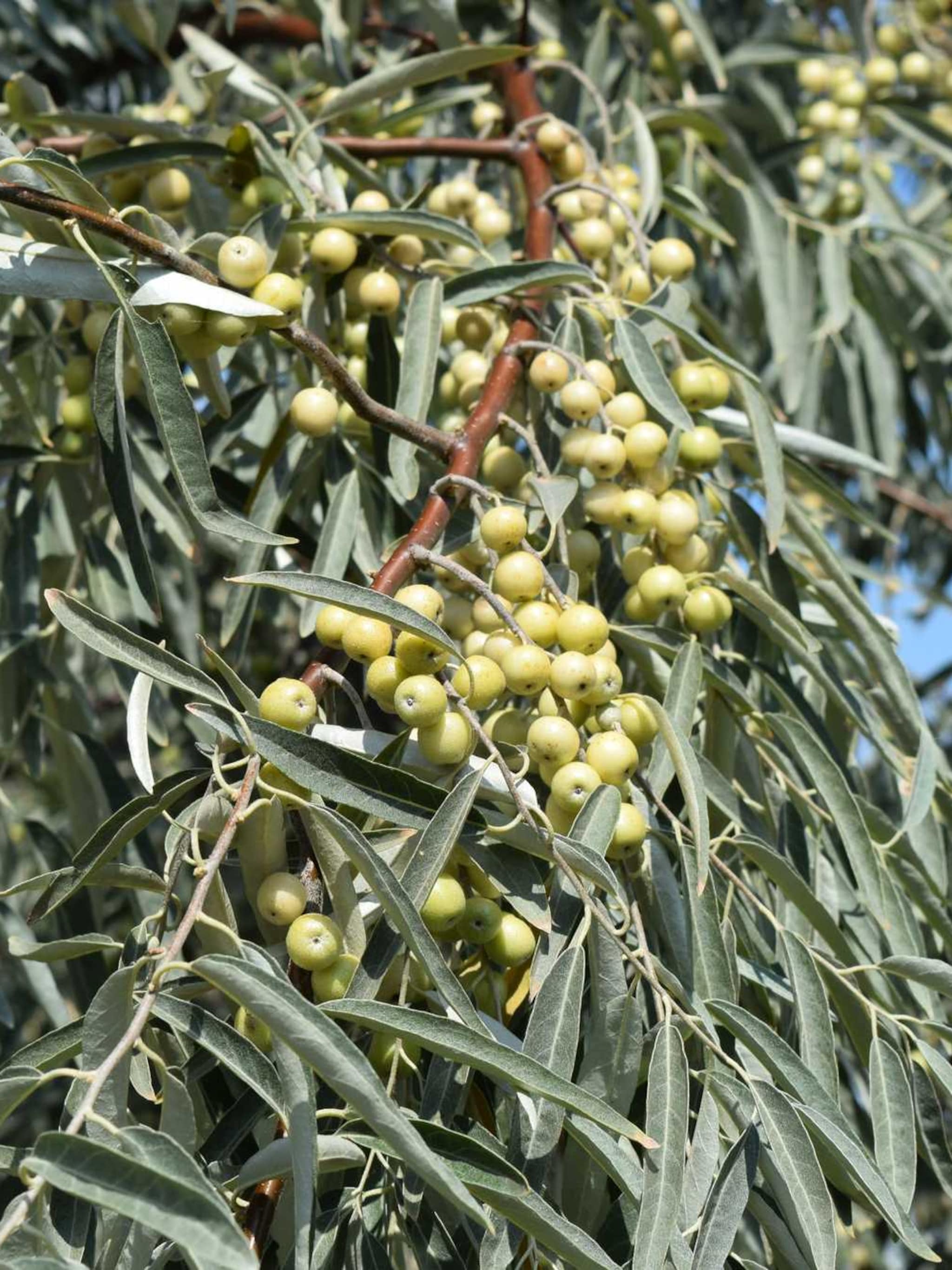 olijfwilg elaeagnus