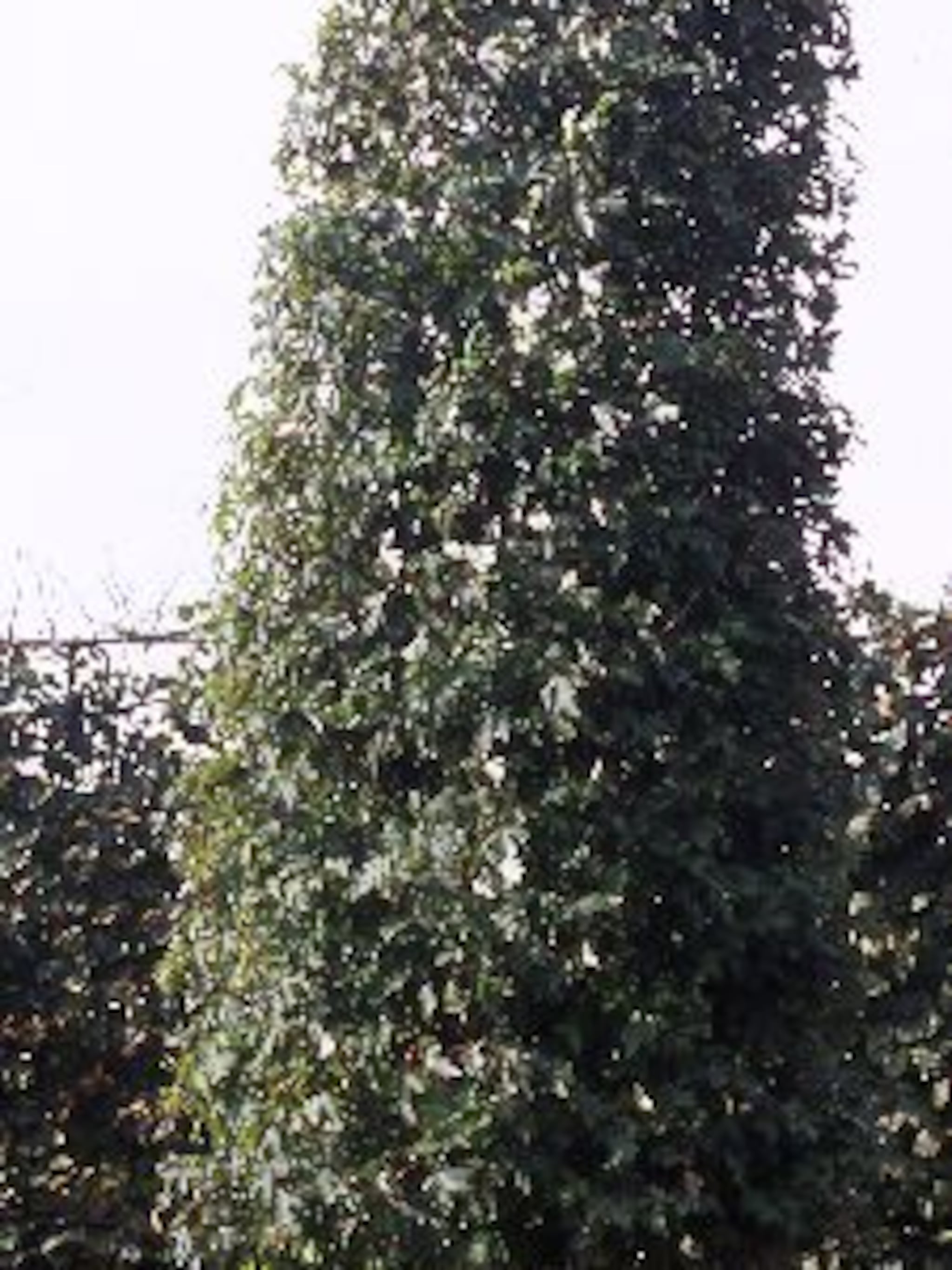 zilveresdoorn