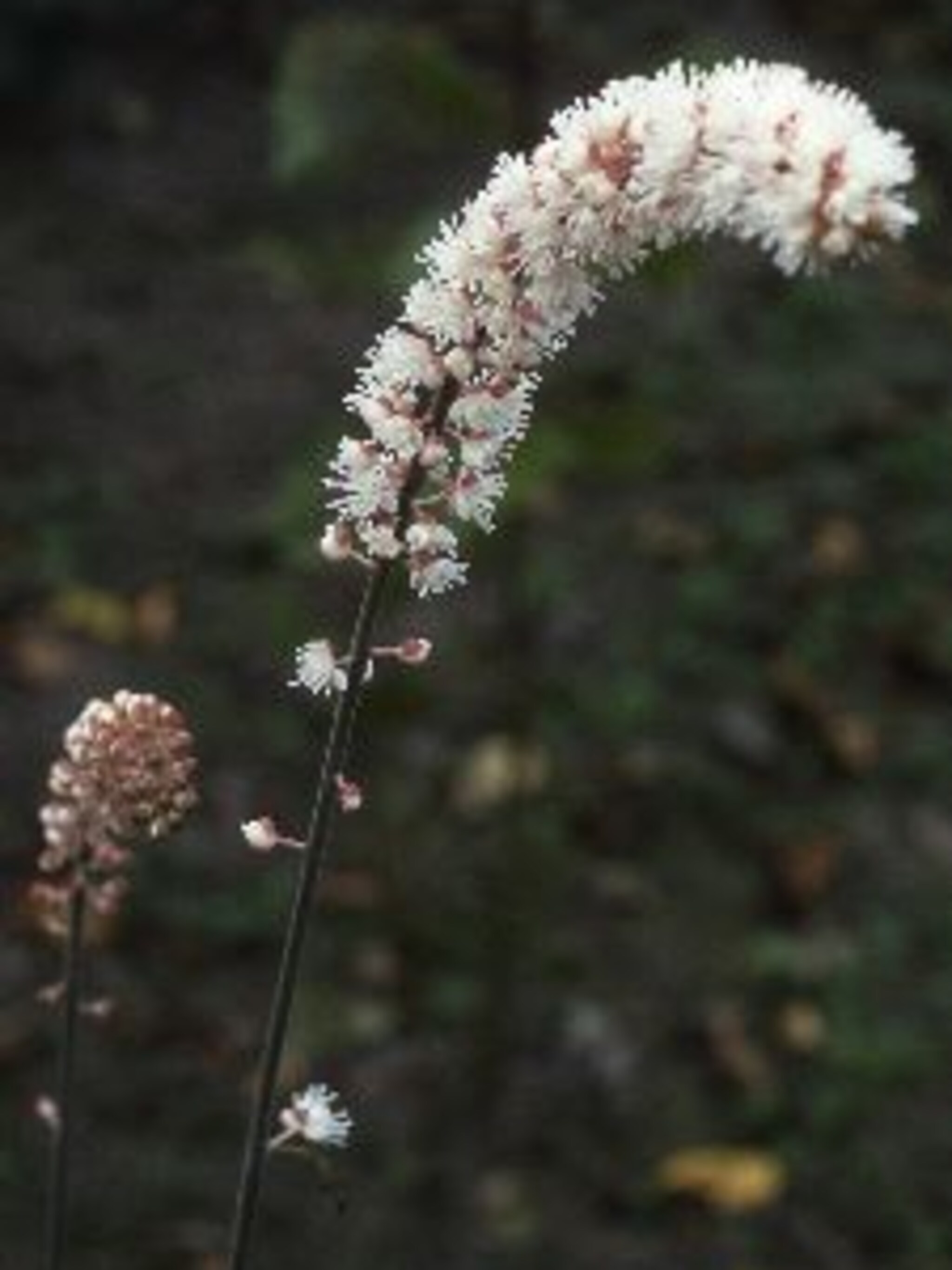 zilverkaars cimicifuga simplex