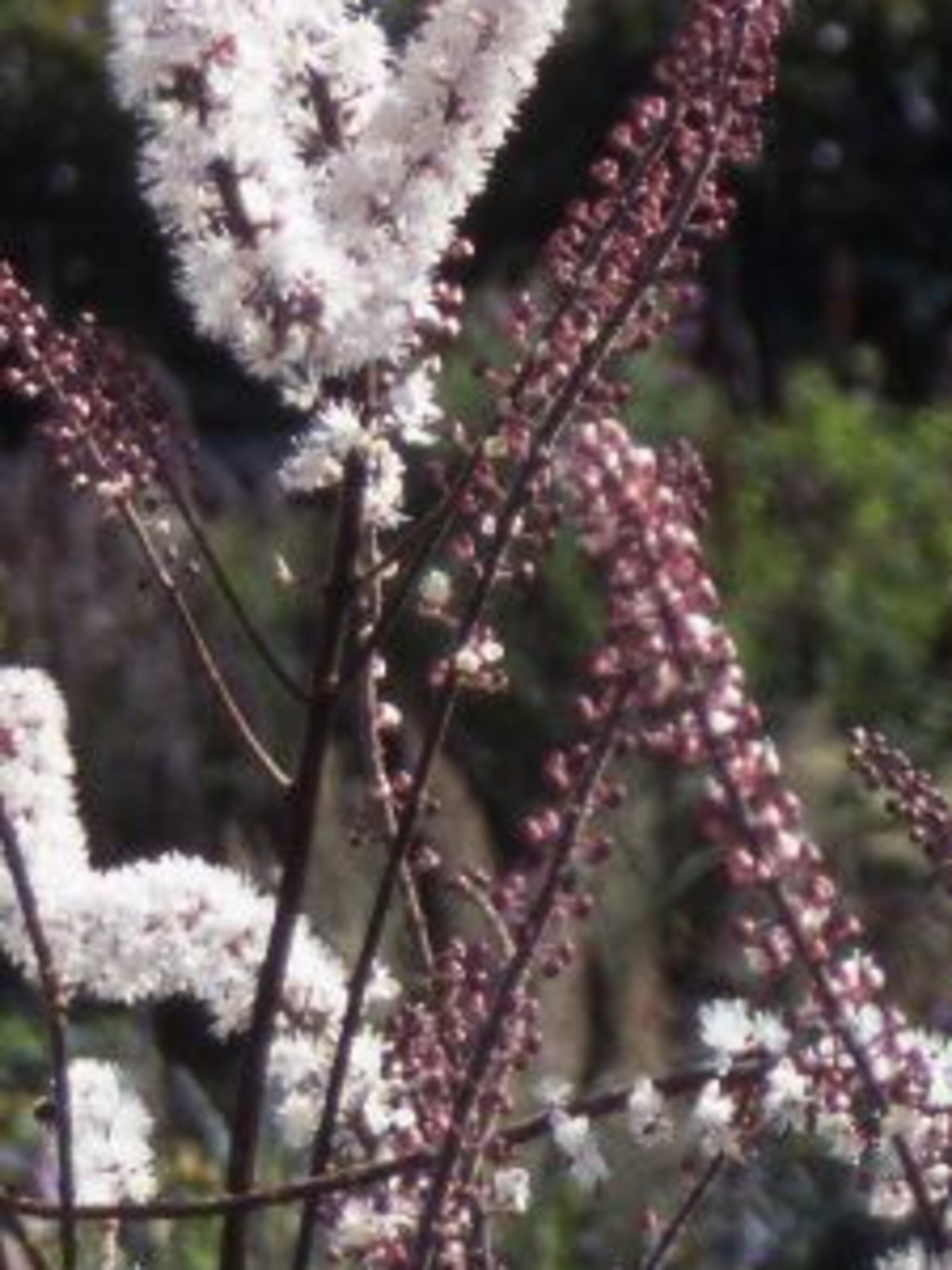 zilverkaars cimicifuga atropurpurea