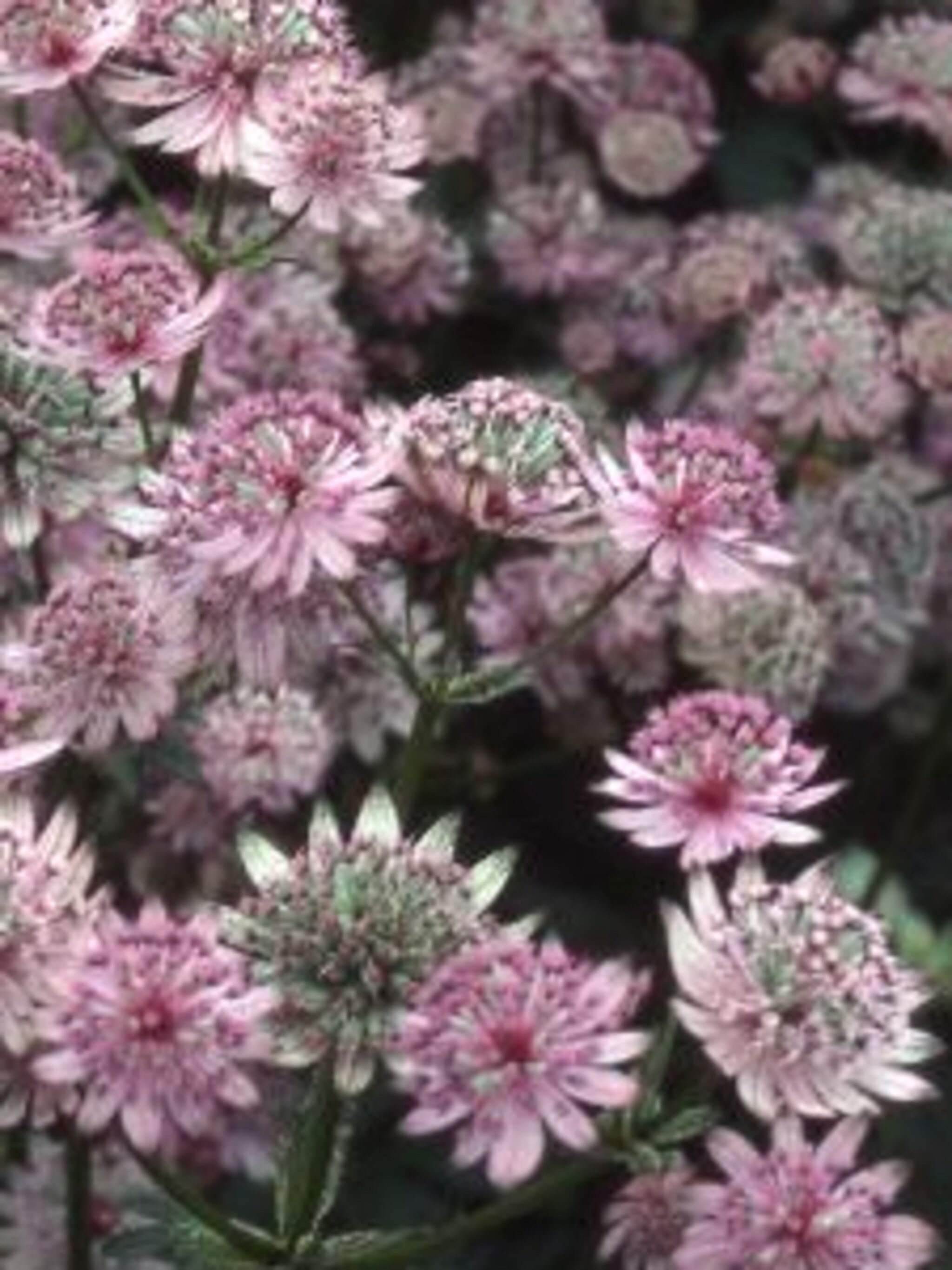 zeeuws knoopje astrantia rosea