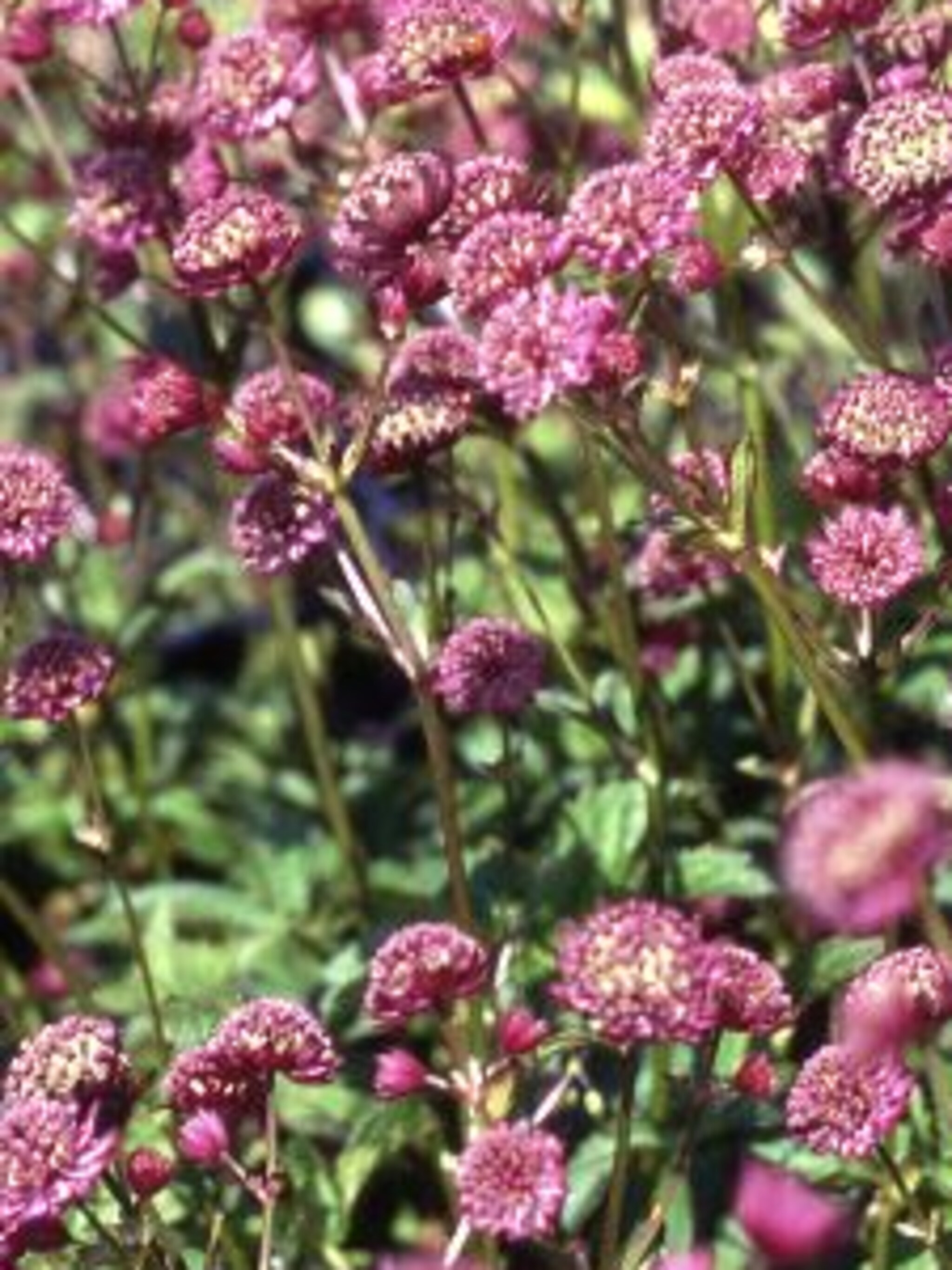 zeeuws knoopje astrantia lars