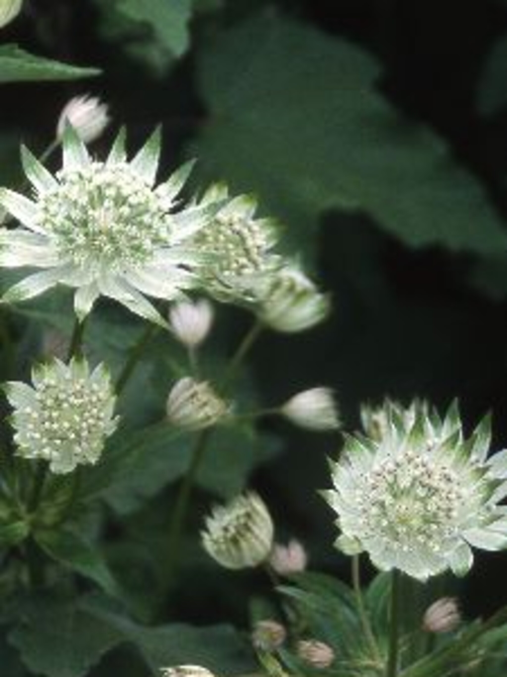 zeeuws knoopje astrantia shaggy