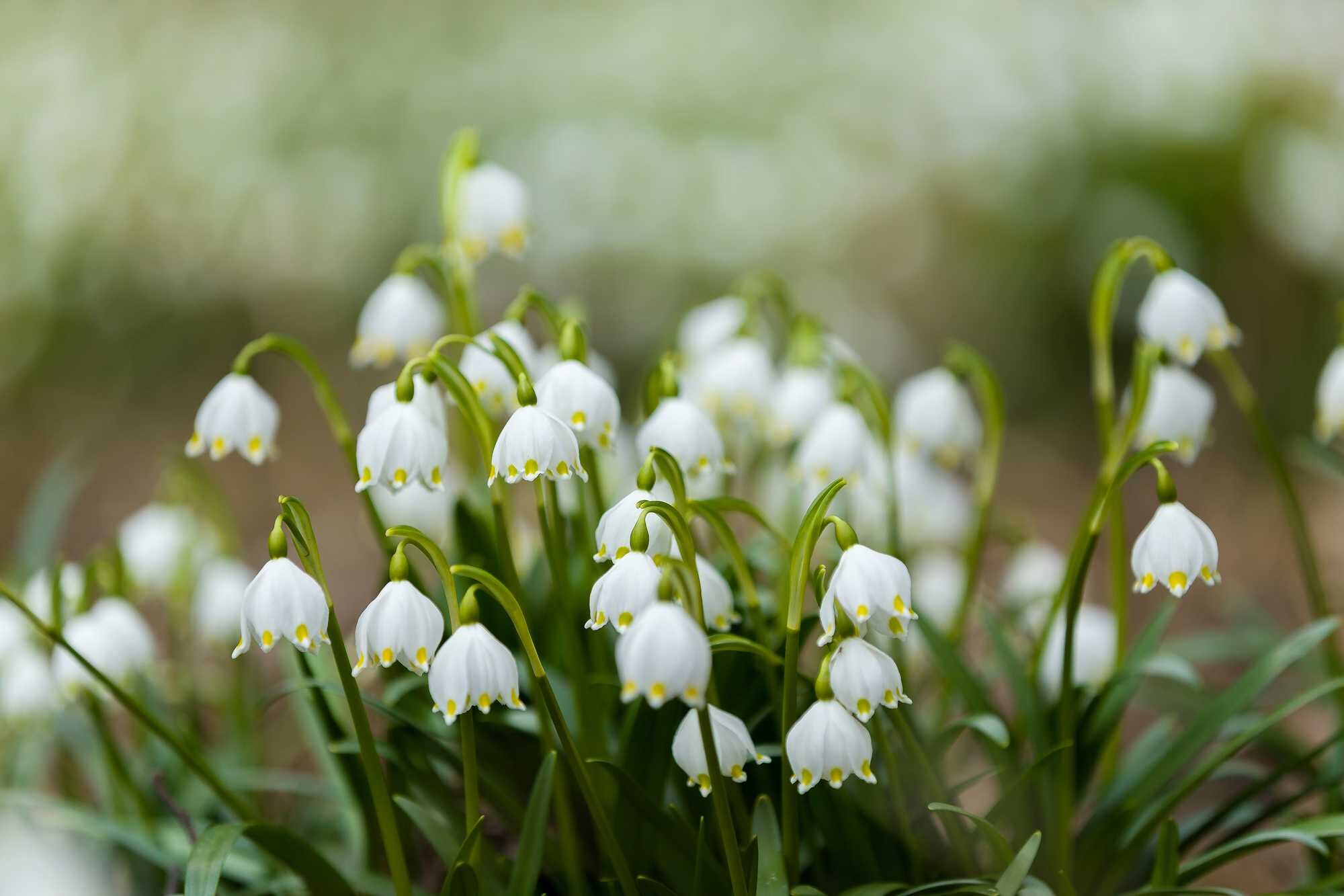beeld vtwonen Shutterstock / Artush