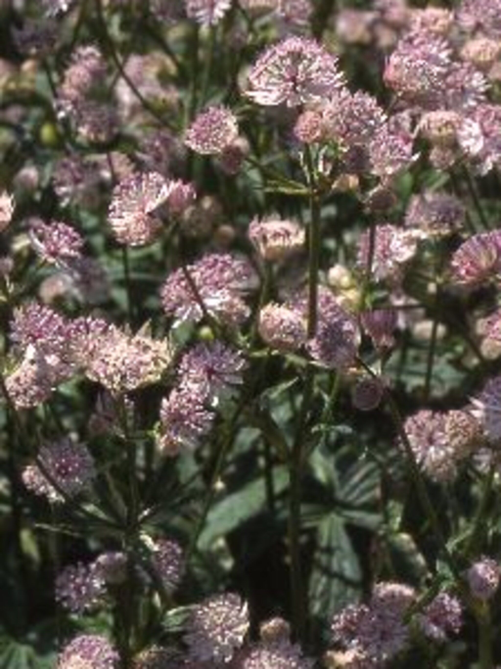 zeeuws knoopje astrantia sunningdale variegated