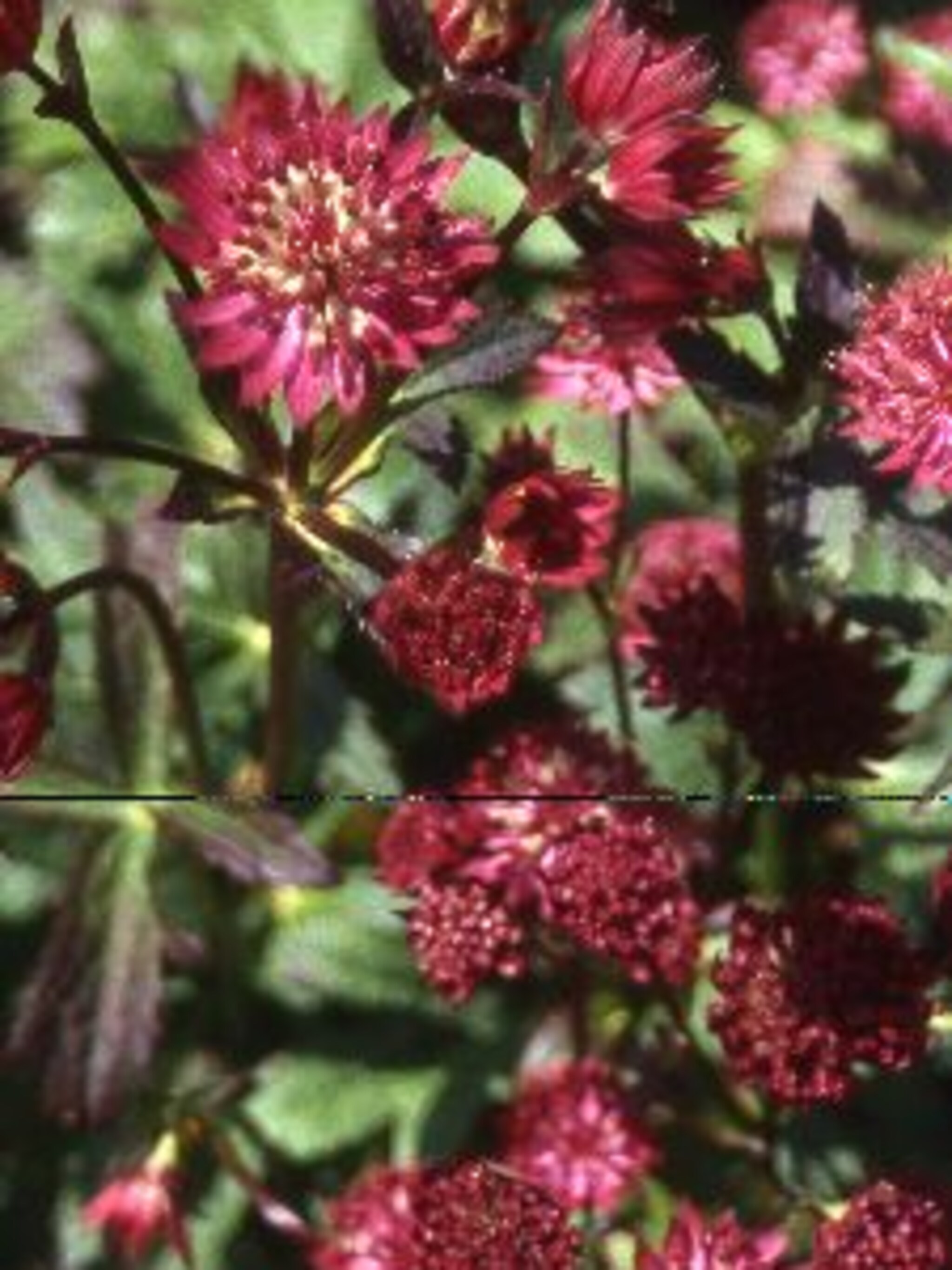 zeeuws knoopje astrantia claret