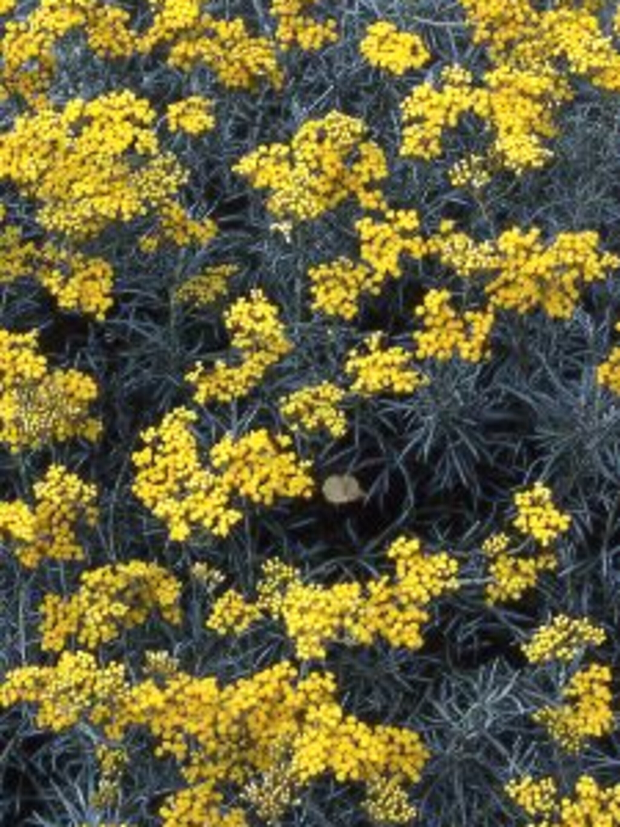 zonnebloem