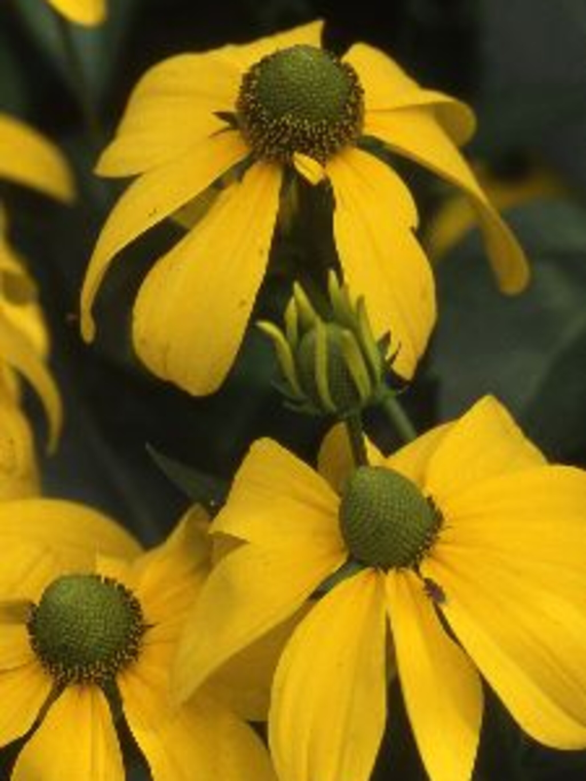 zonnehoed rudbeckia herbstsonne