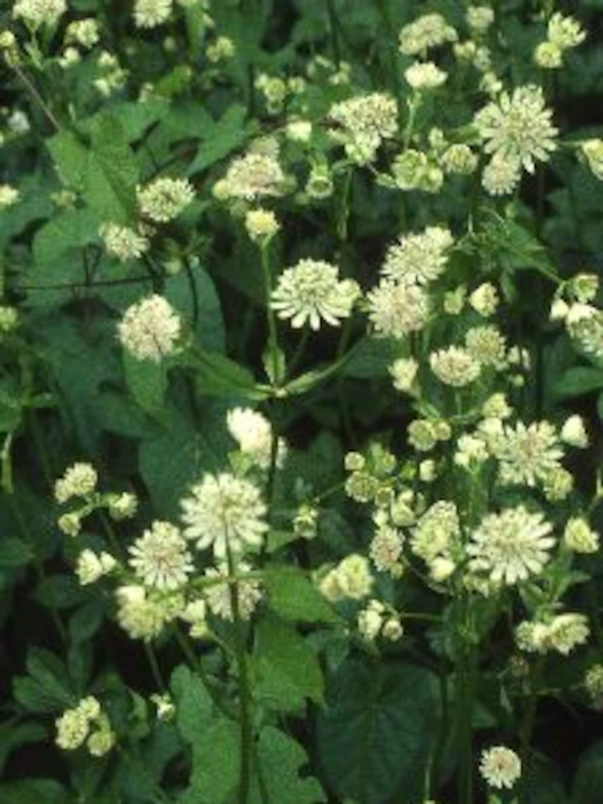 zeeuws knoopje astrantia carniolica