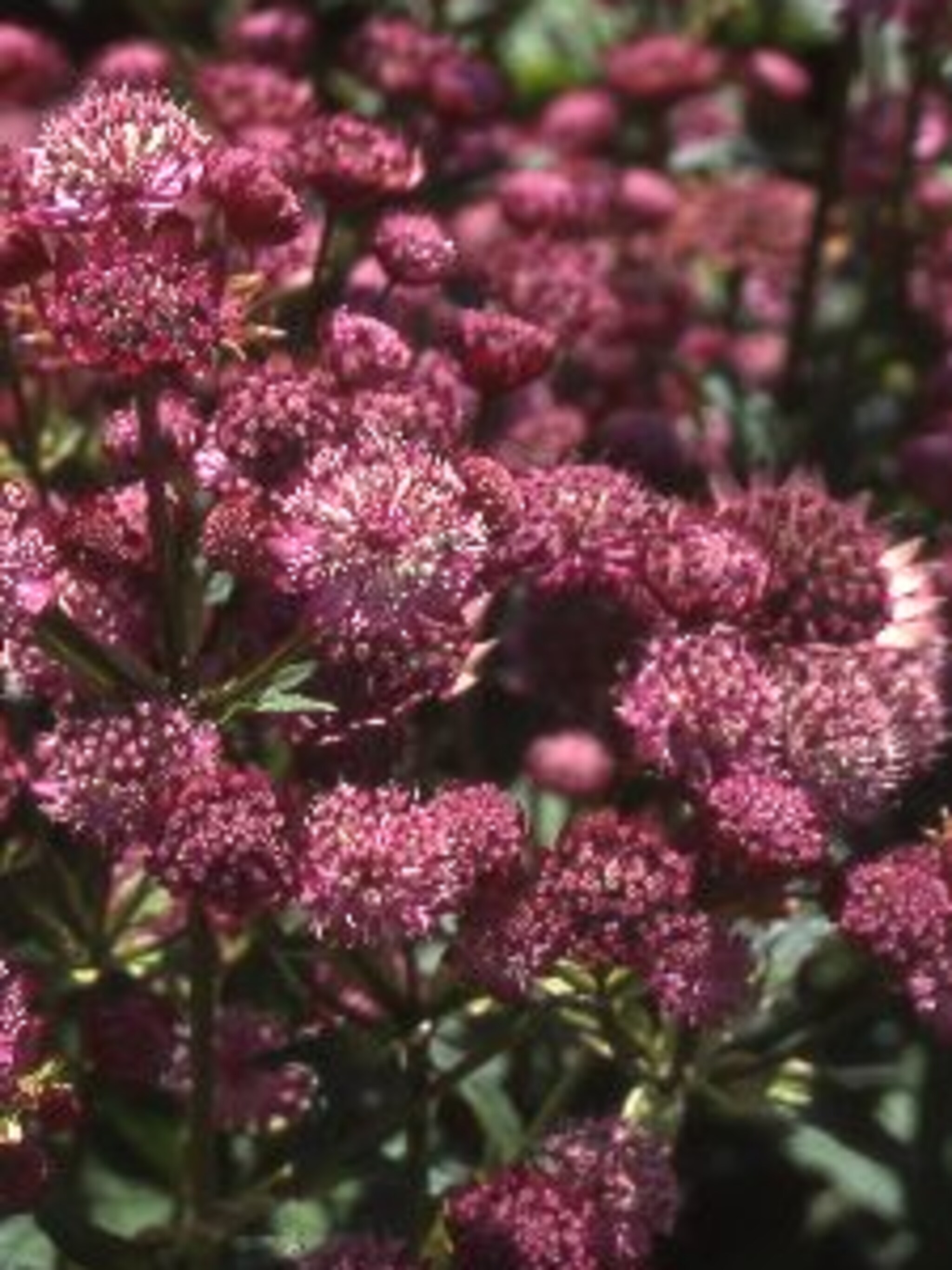 zeeuws knoopje astrantia major rubra