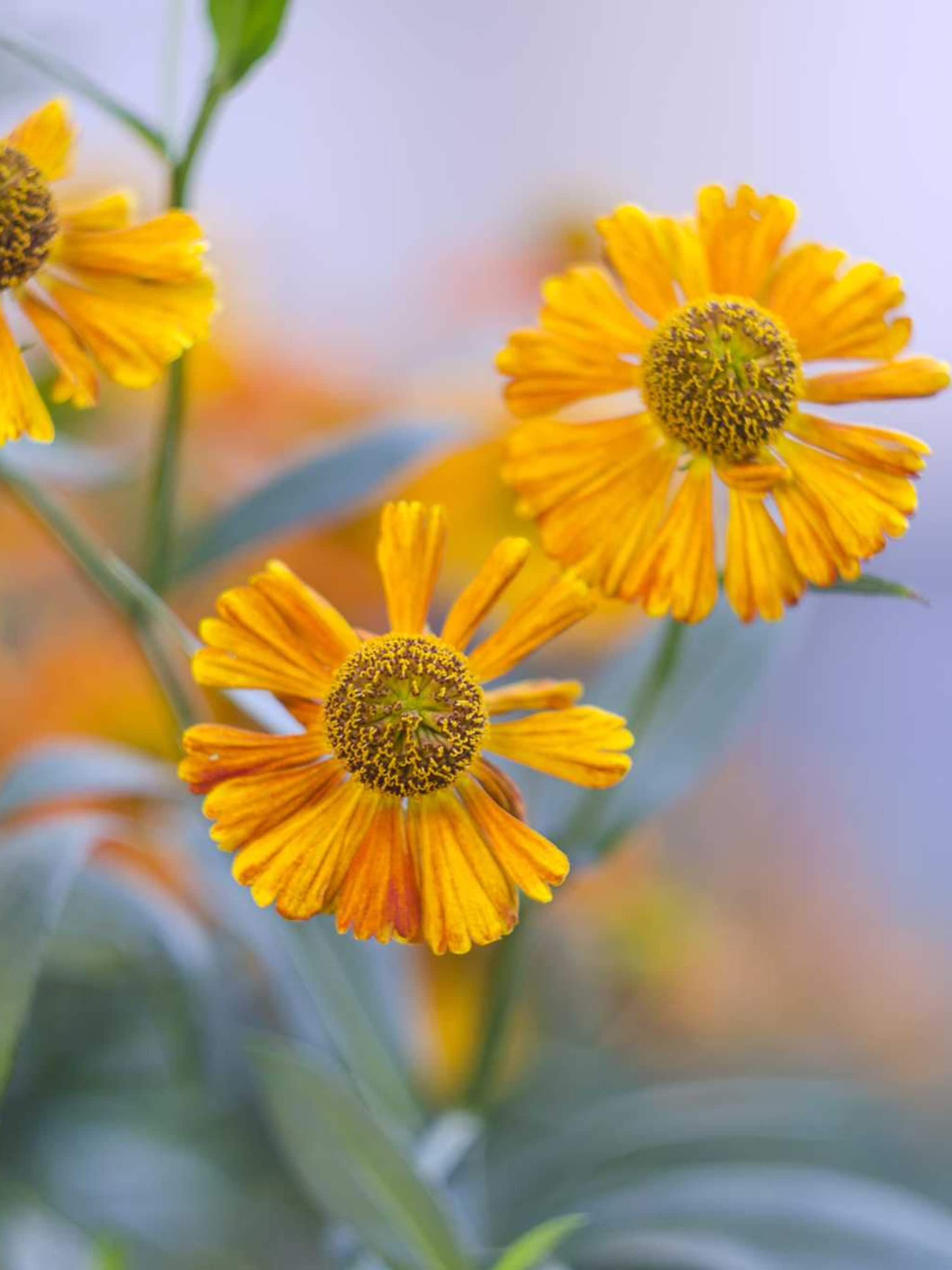 zonnekruid helenium
