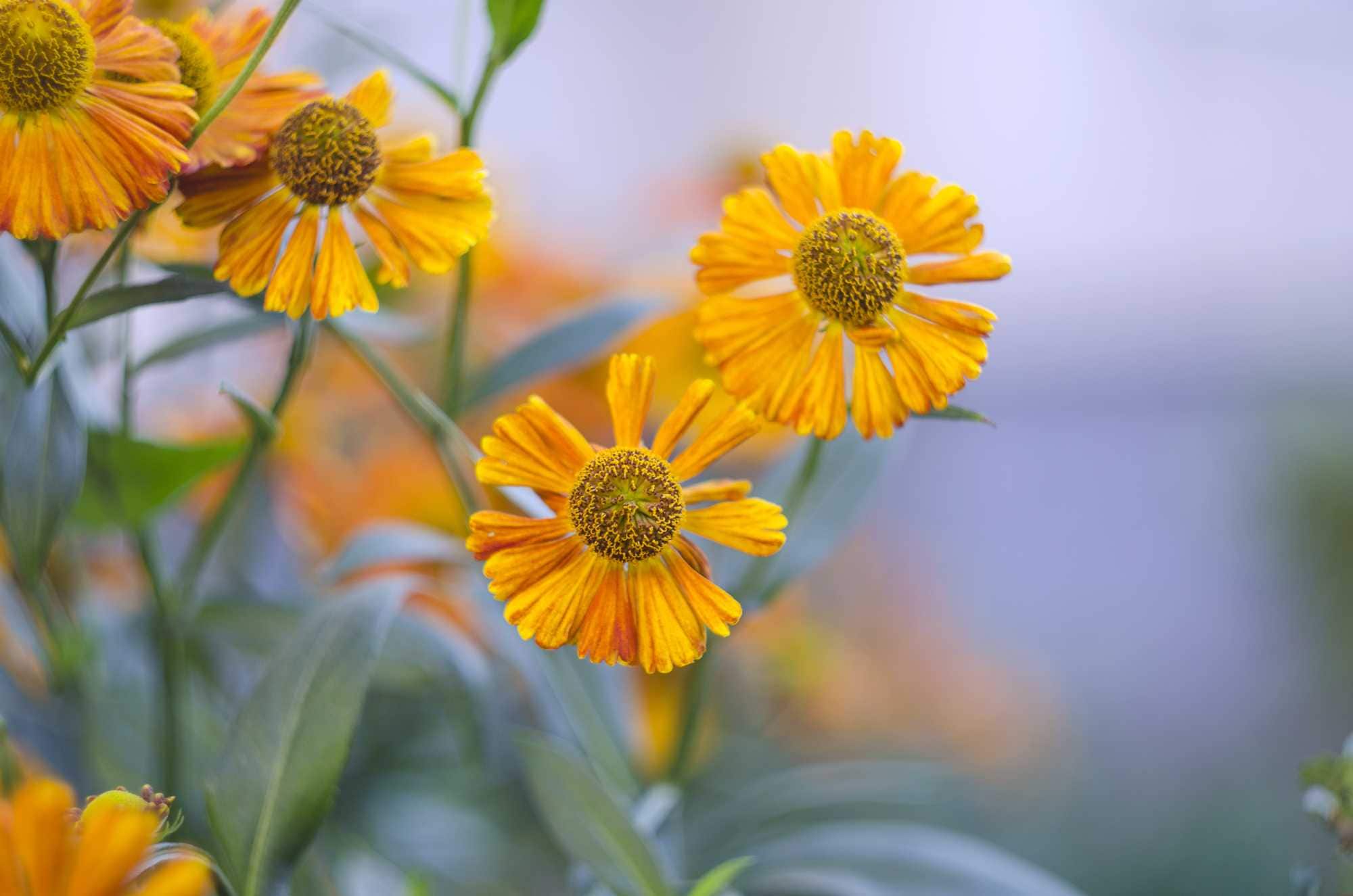 beeld vtwonen Shutterstock / liyavihola