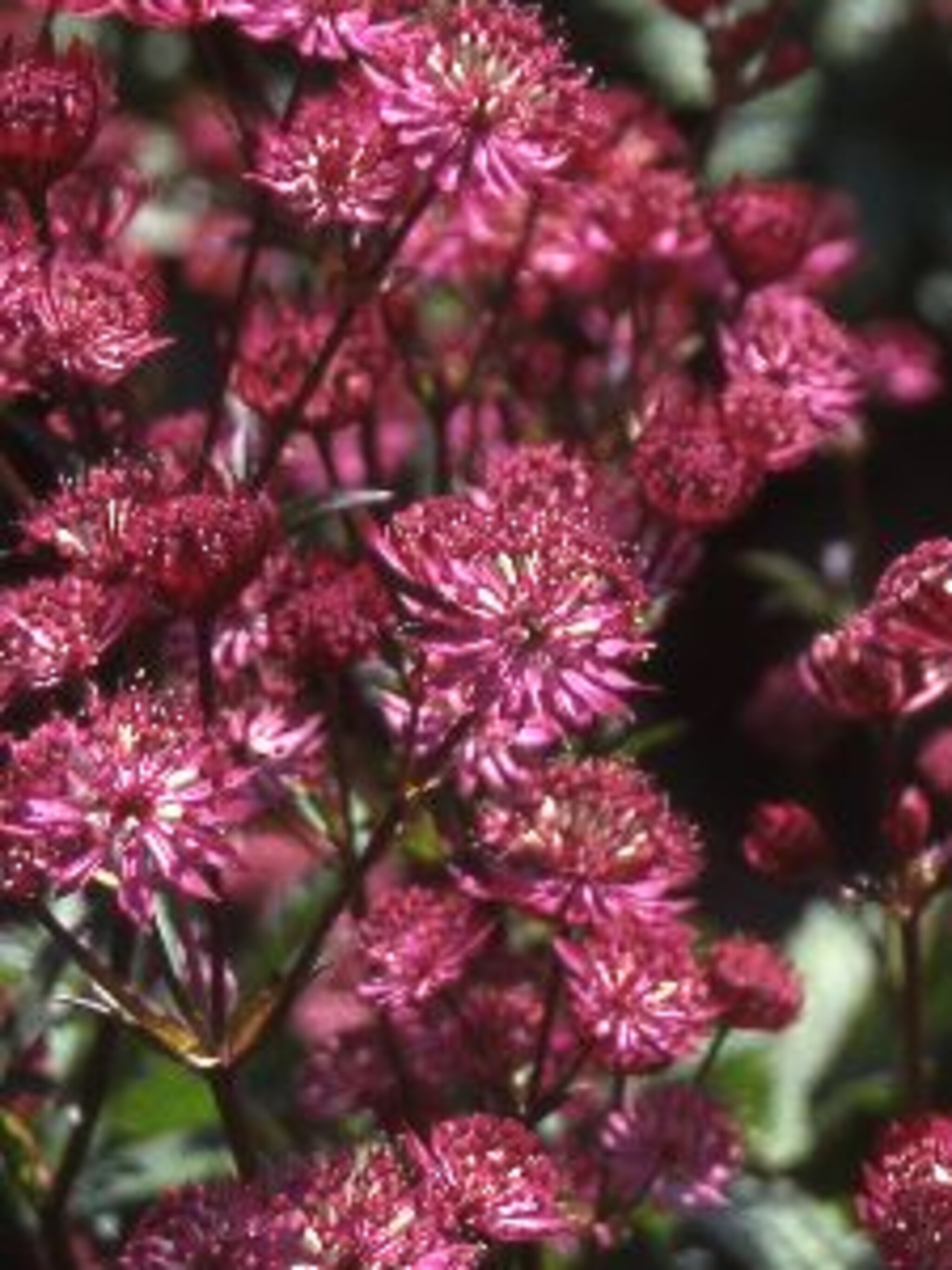 zeeuws knoopje astrantia ruby wedding