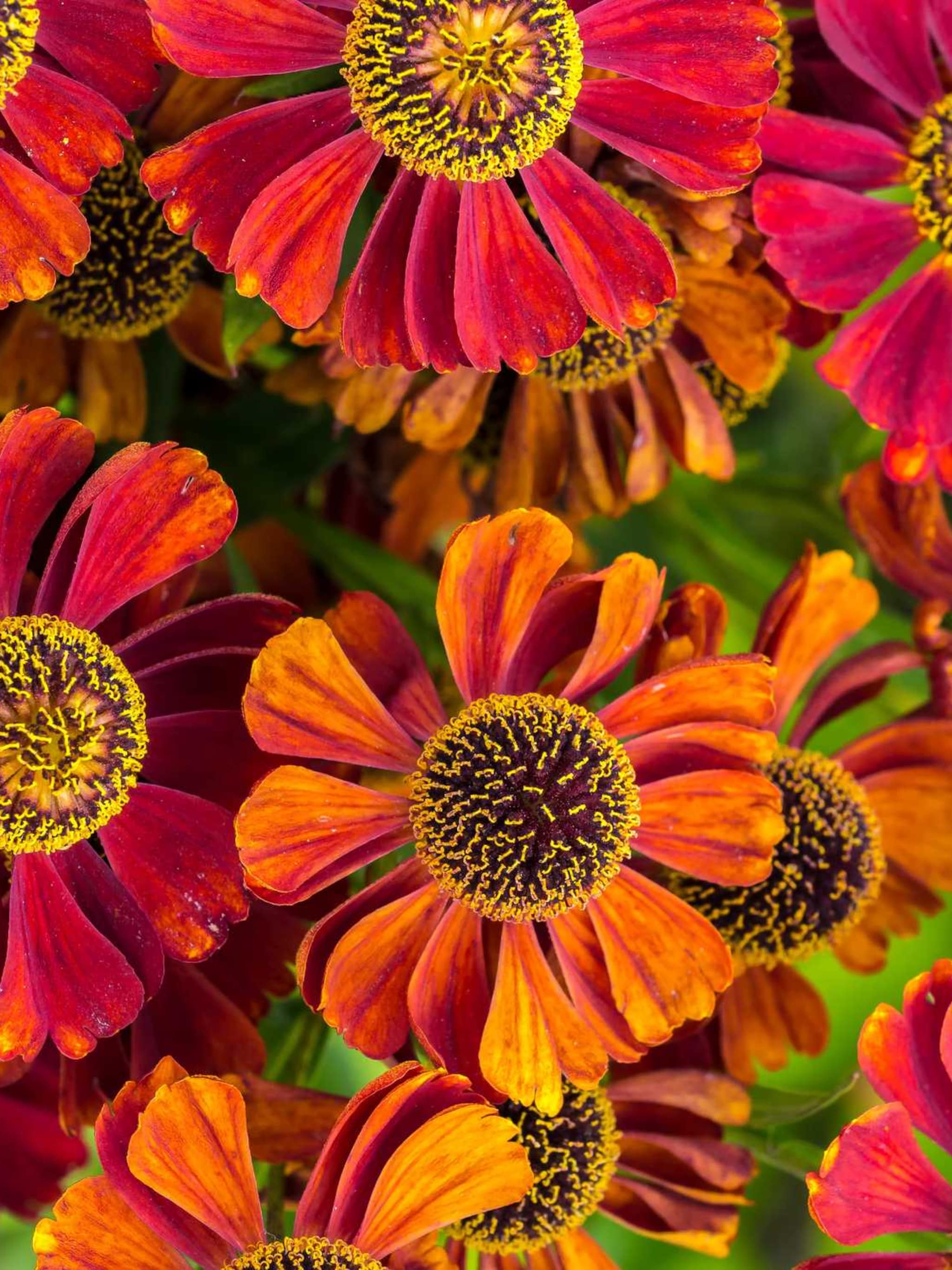 zonnekruid helenium konigstiger
