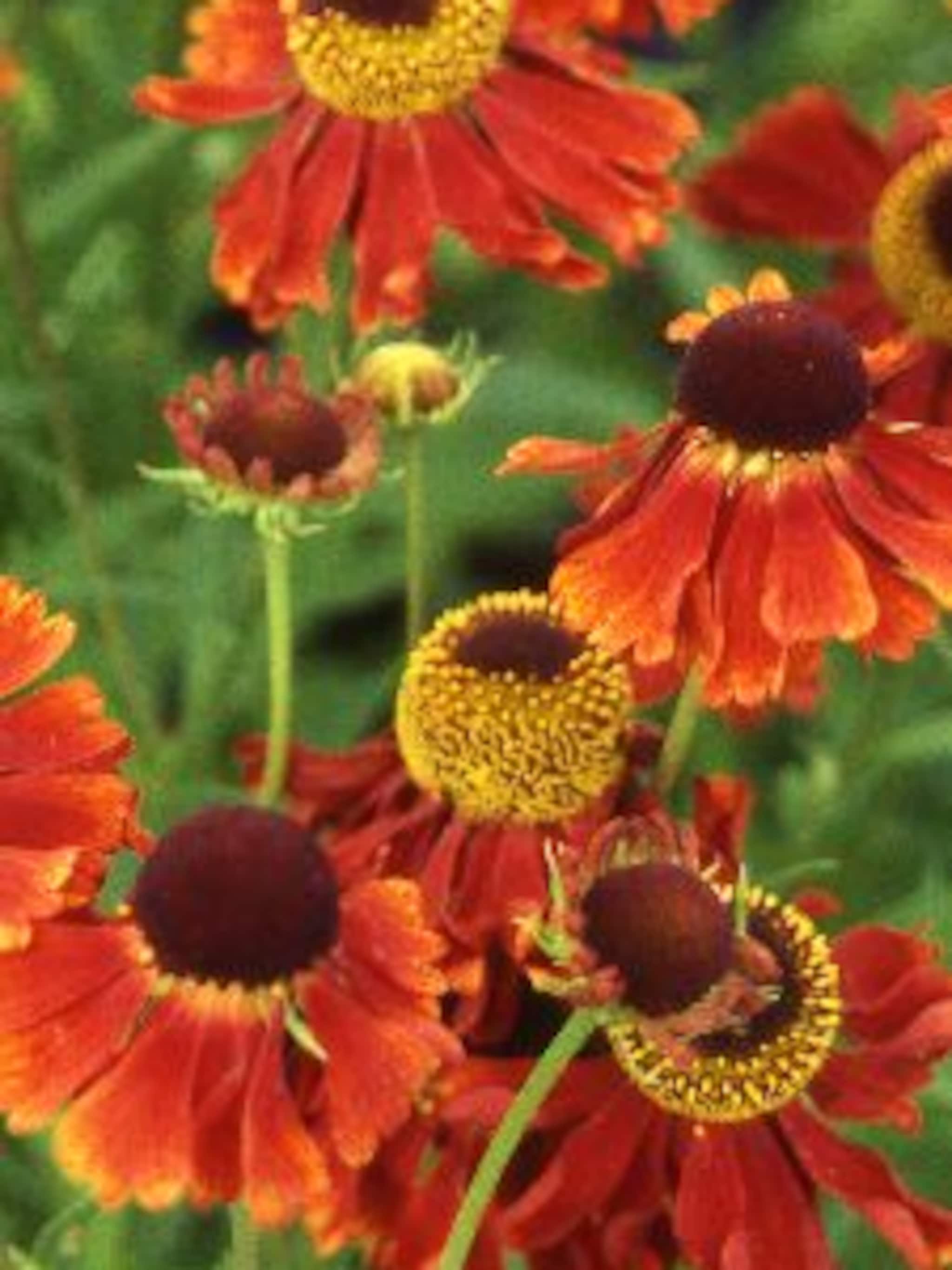 zonnekruid helenium moerheim beauty