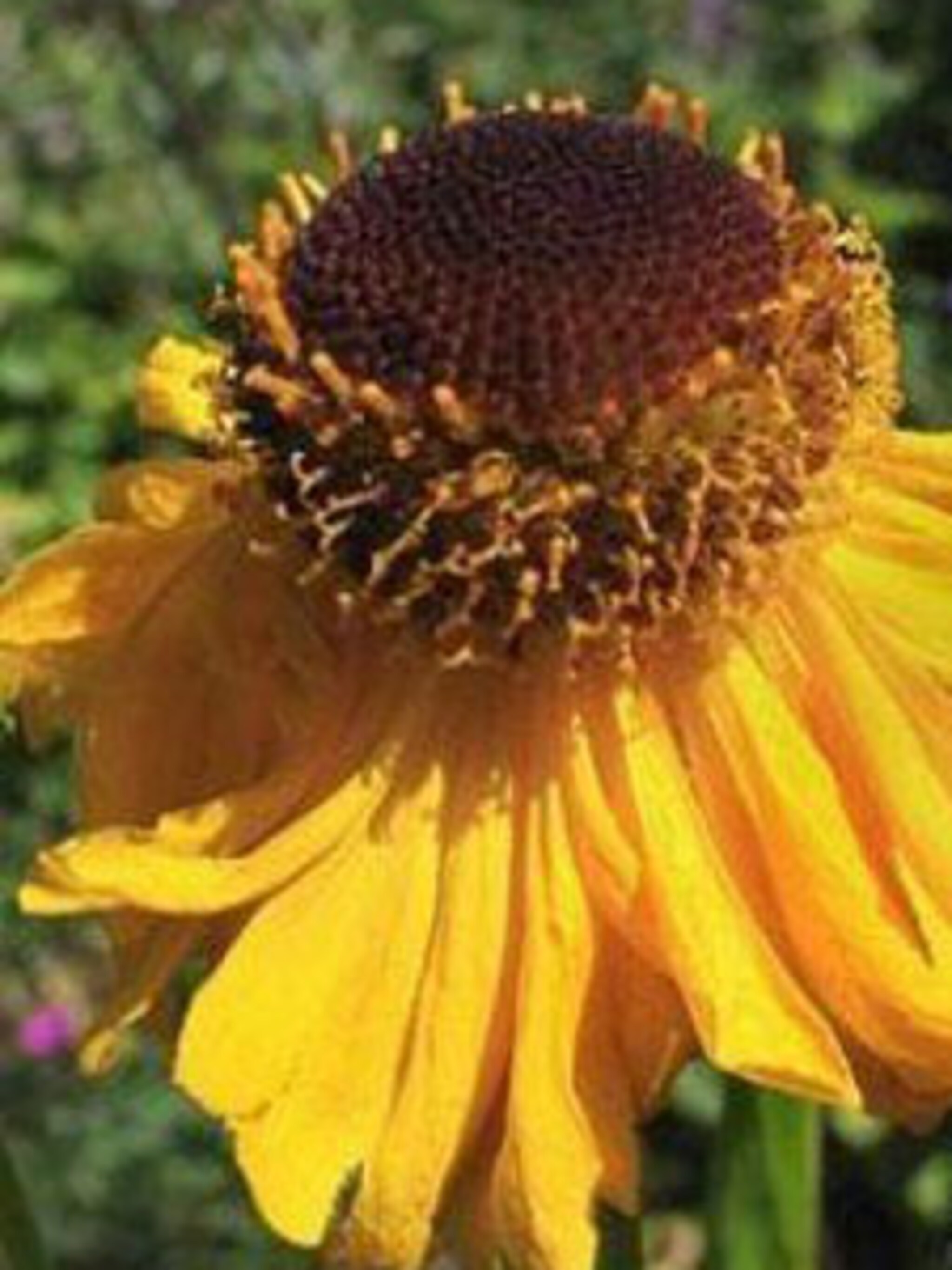 zonnekruid helenium the bishop