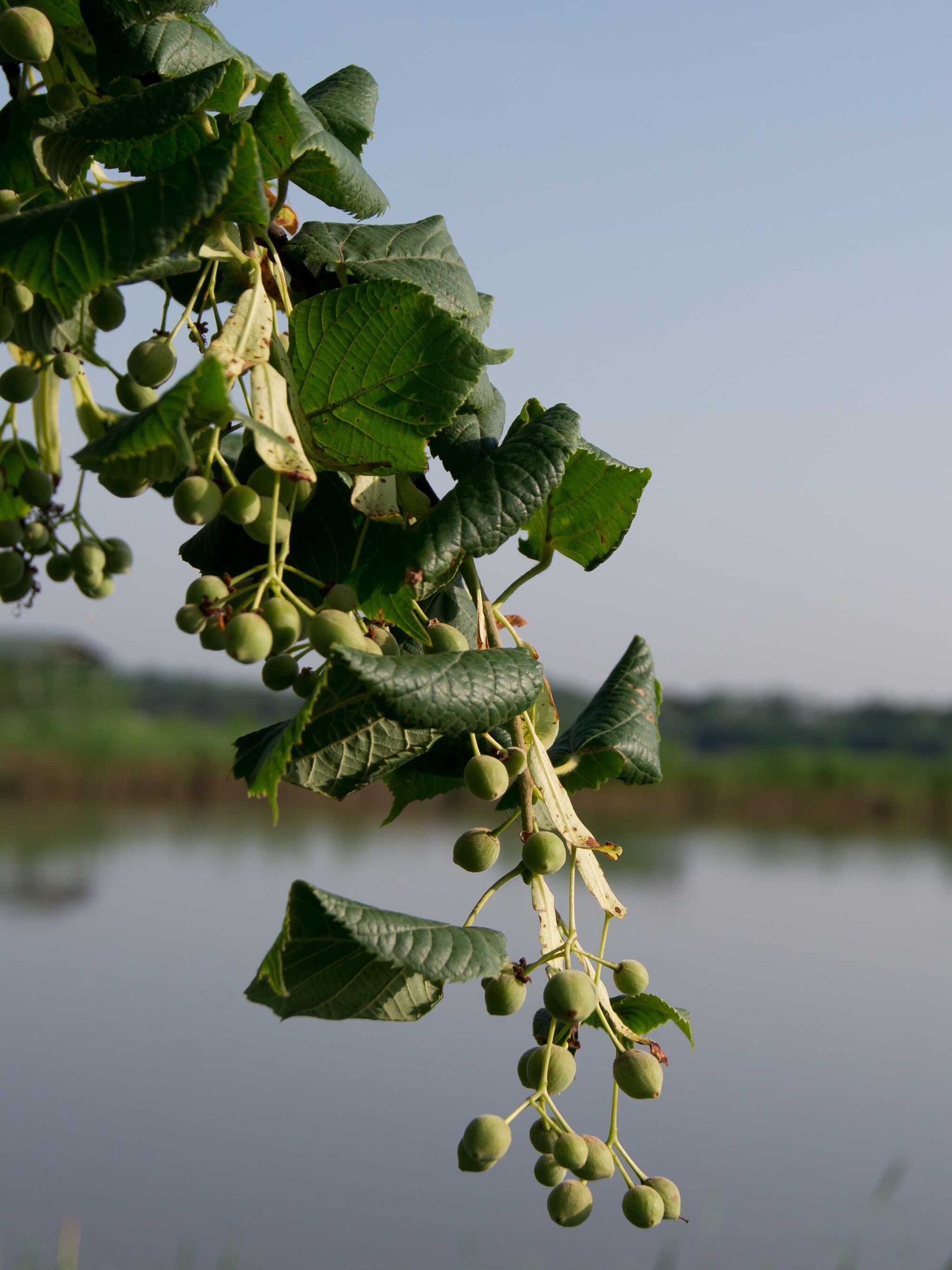 zilverlinde tilia brabant
