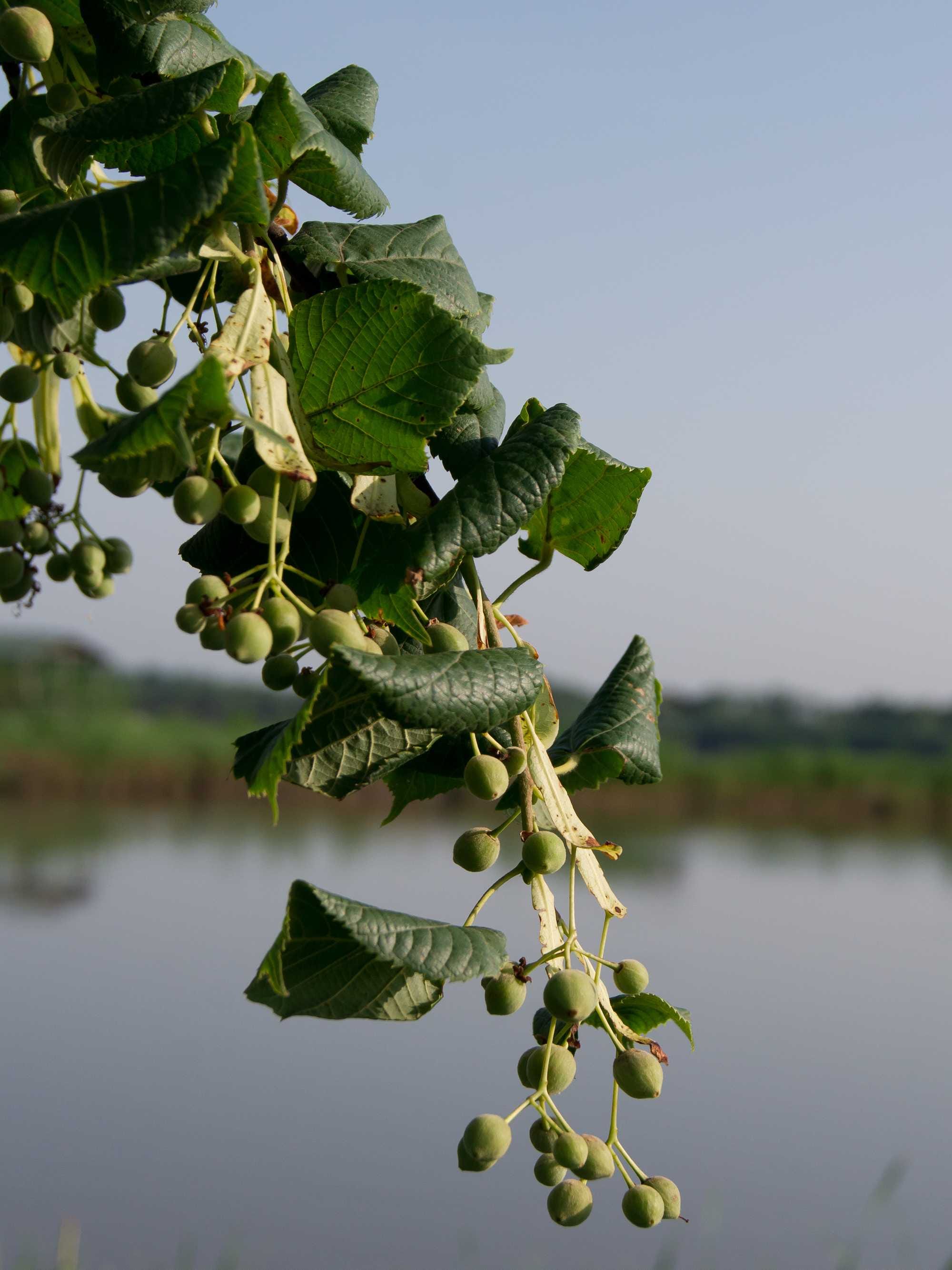 beeld vtwonen Shutterstock / dadalia