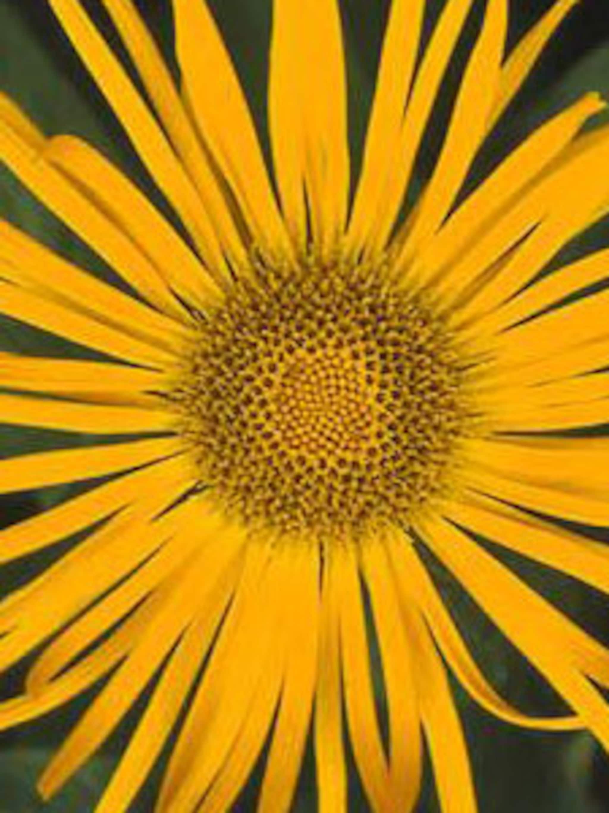 alant inula
