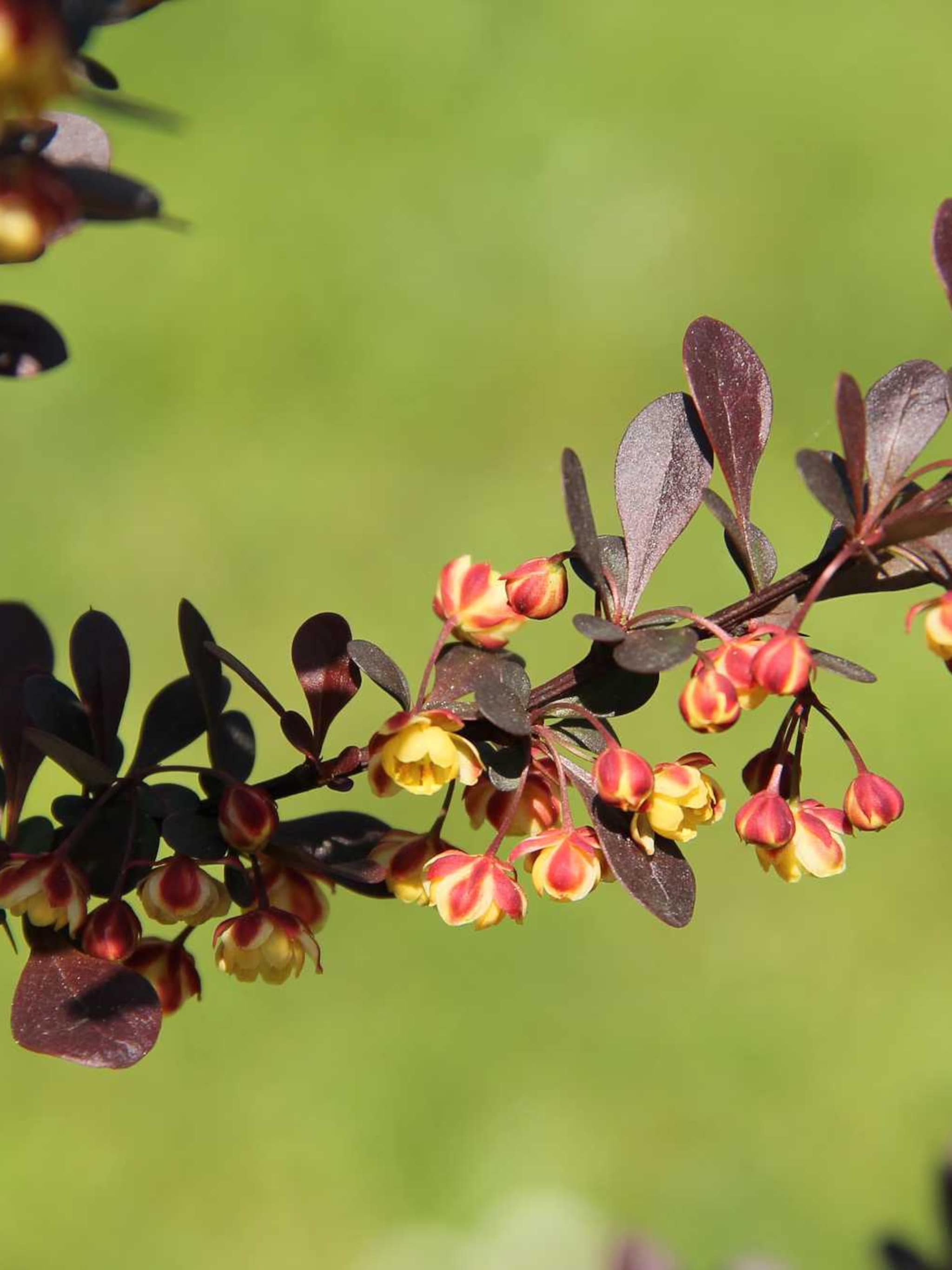 zuurbes berberis rose glow