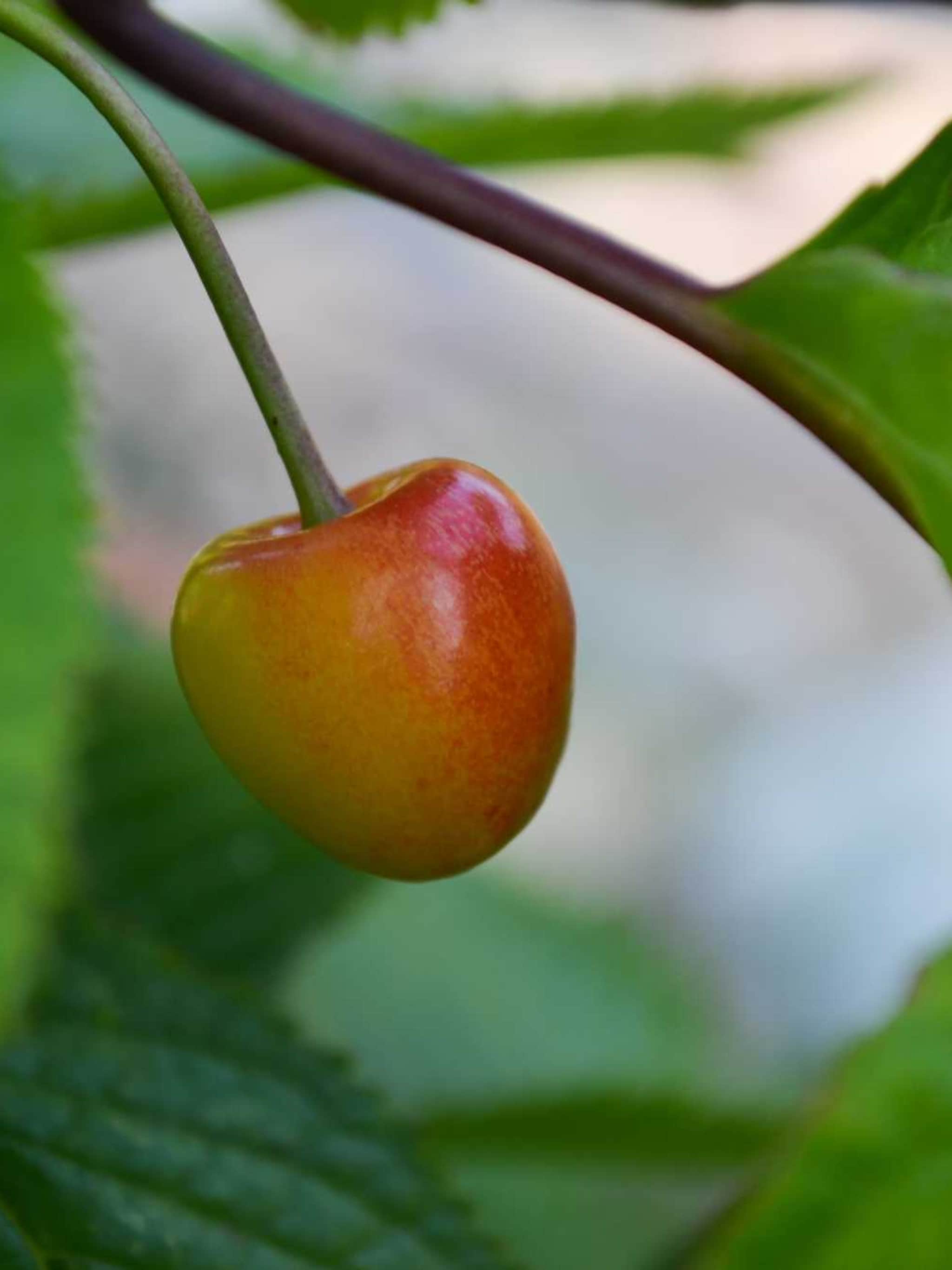 zoete kers prunus udense spaanse