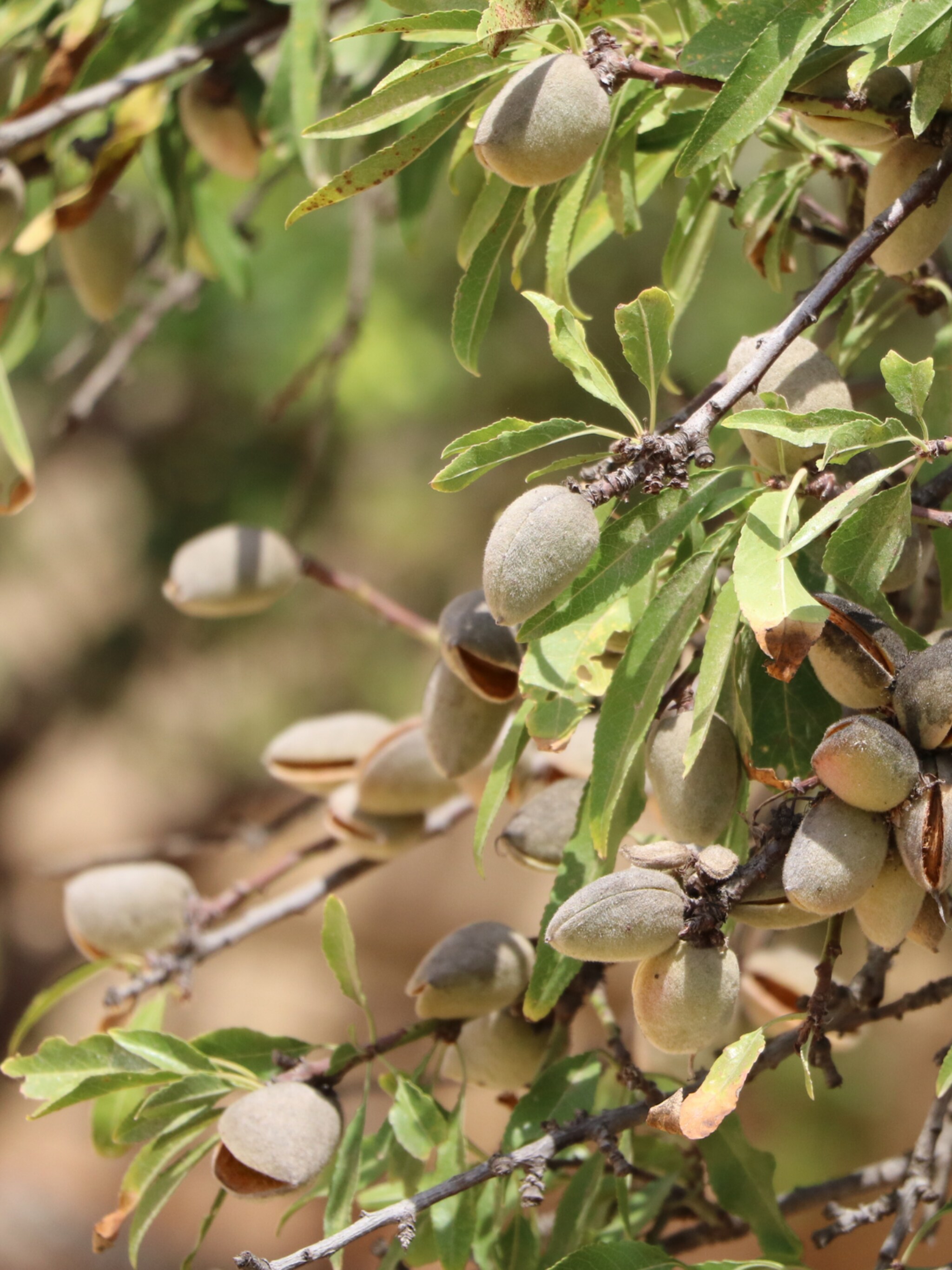 alles over de amandelboom