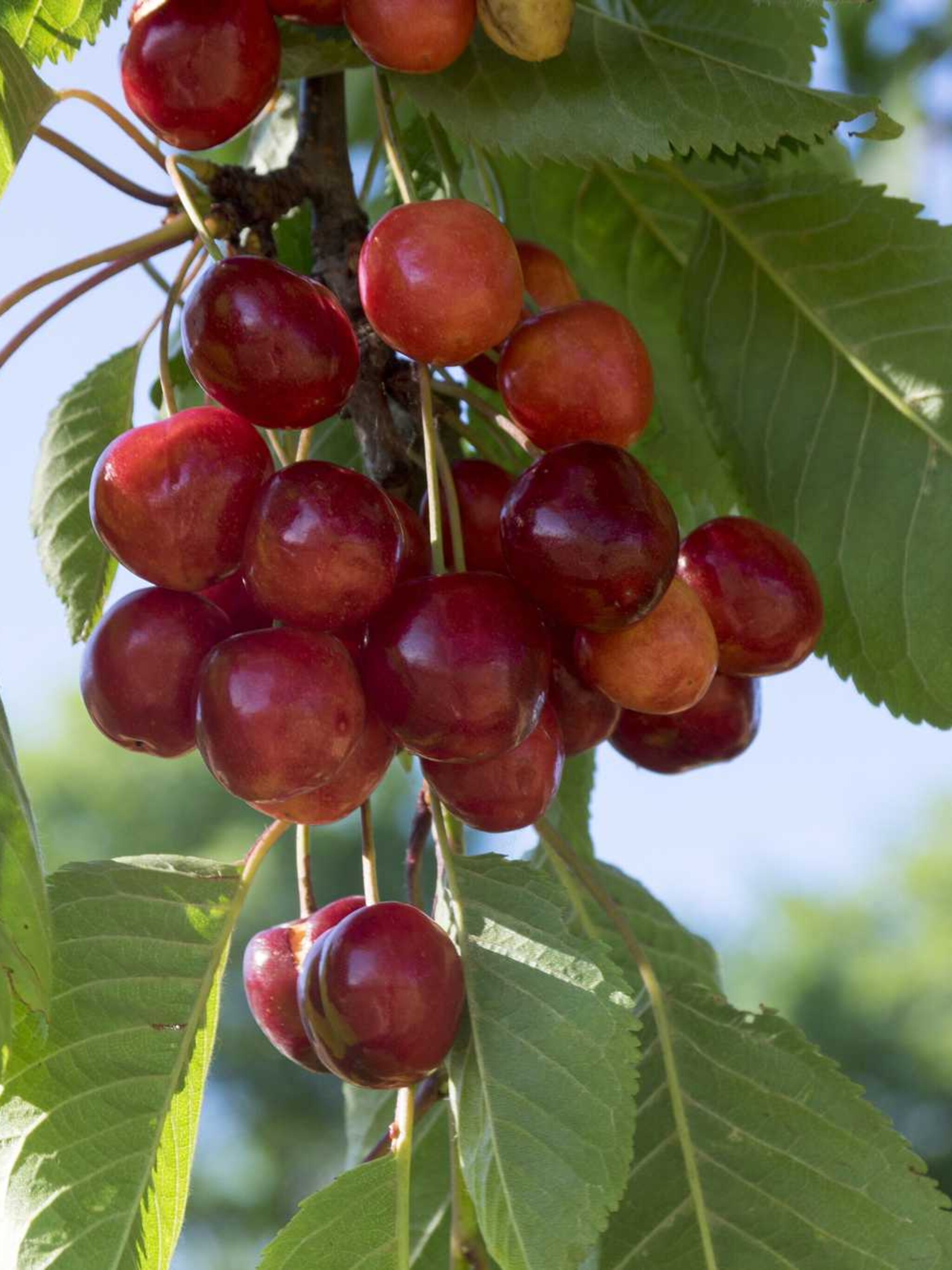 zoete kers prunus early rivers