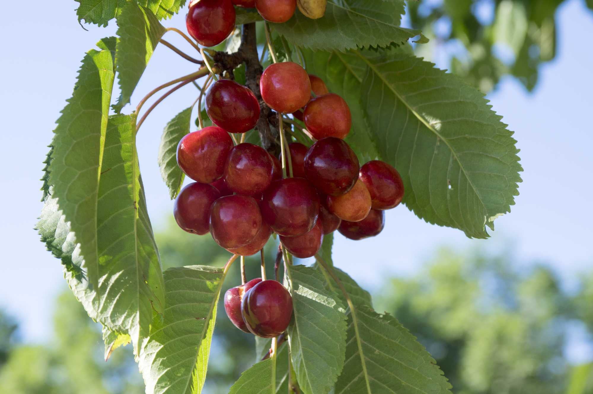 beeld vtwonen Shutterstock / Iva Vagnerova