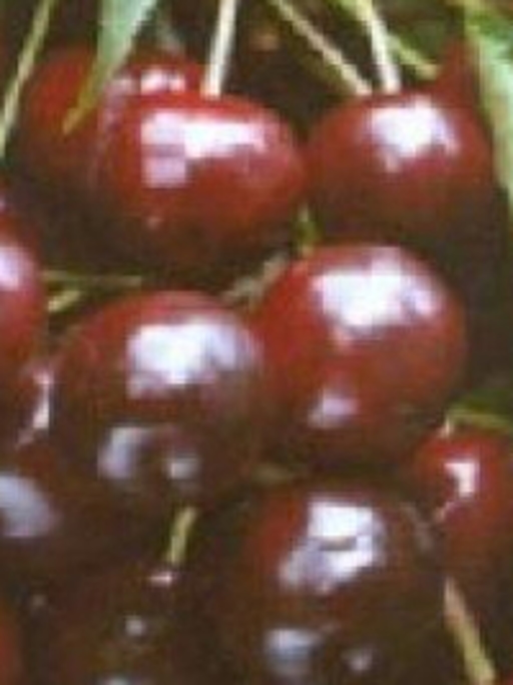 zoete kers prunus varikse zwarte