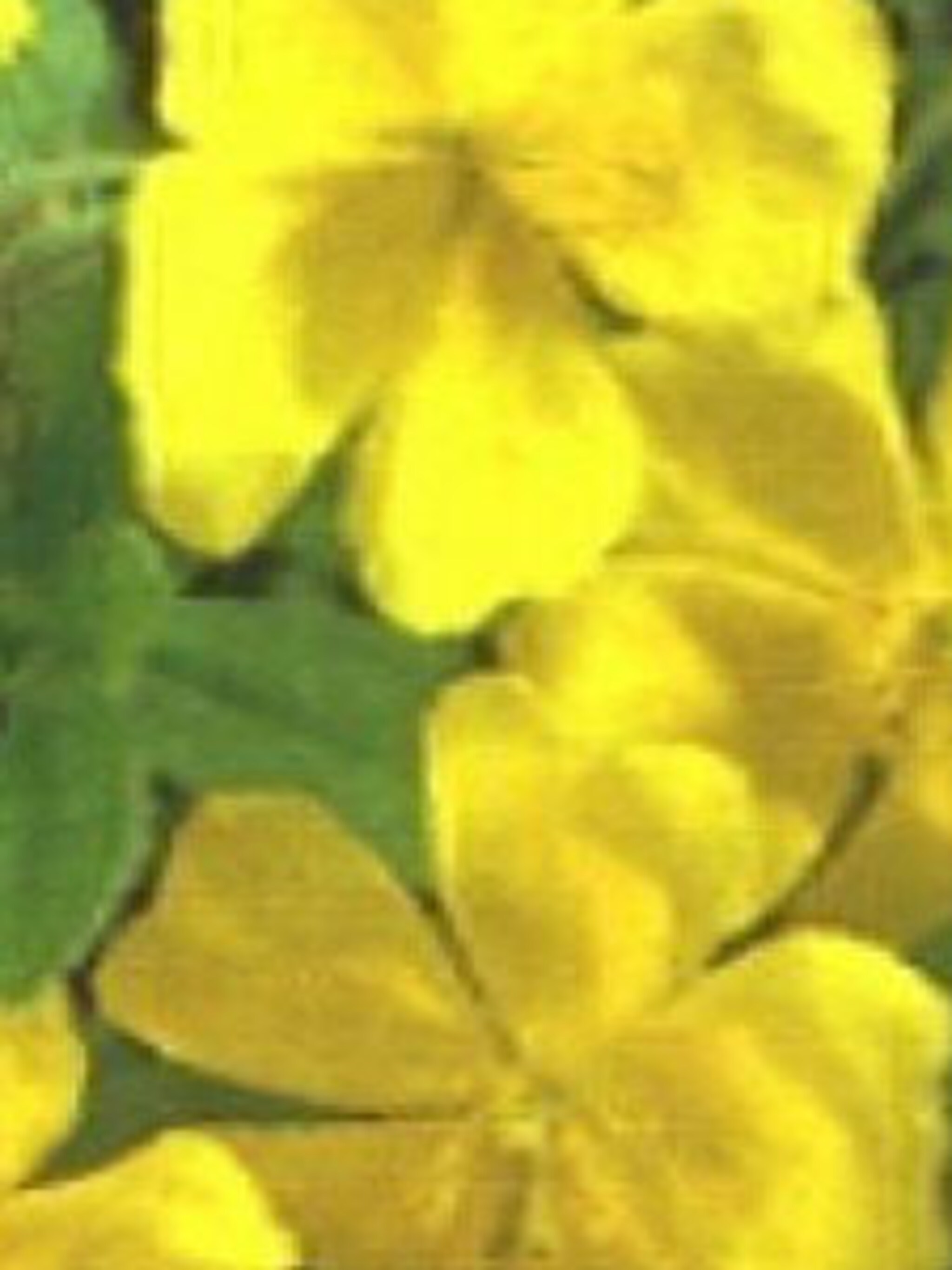 zonneroosje helianthemum golden queen