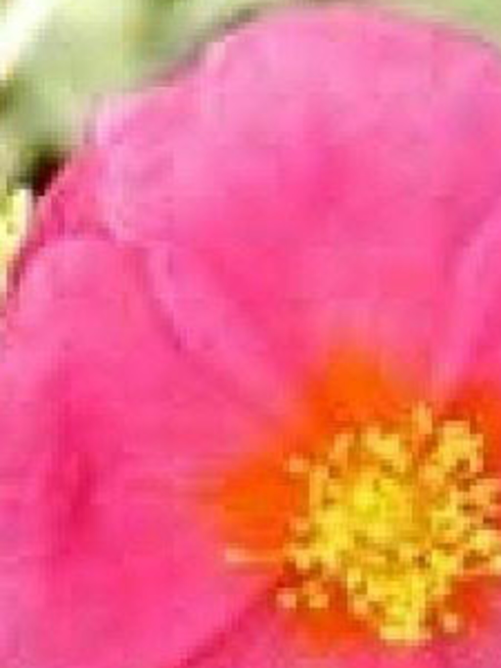 zonneroosje helianthemum supreme
