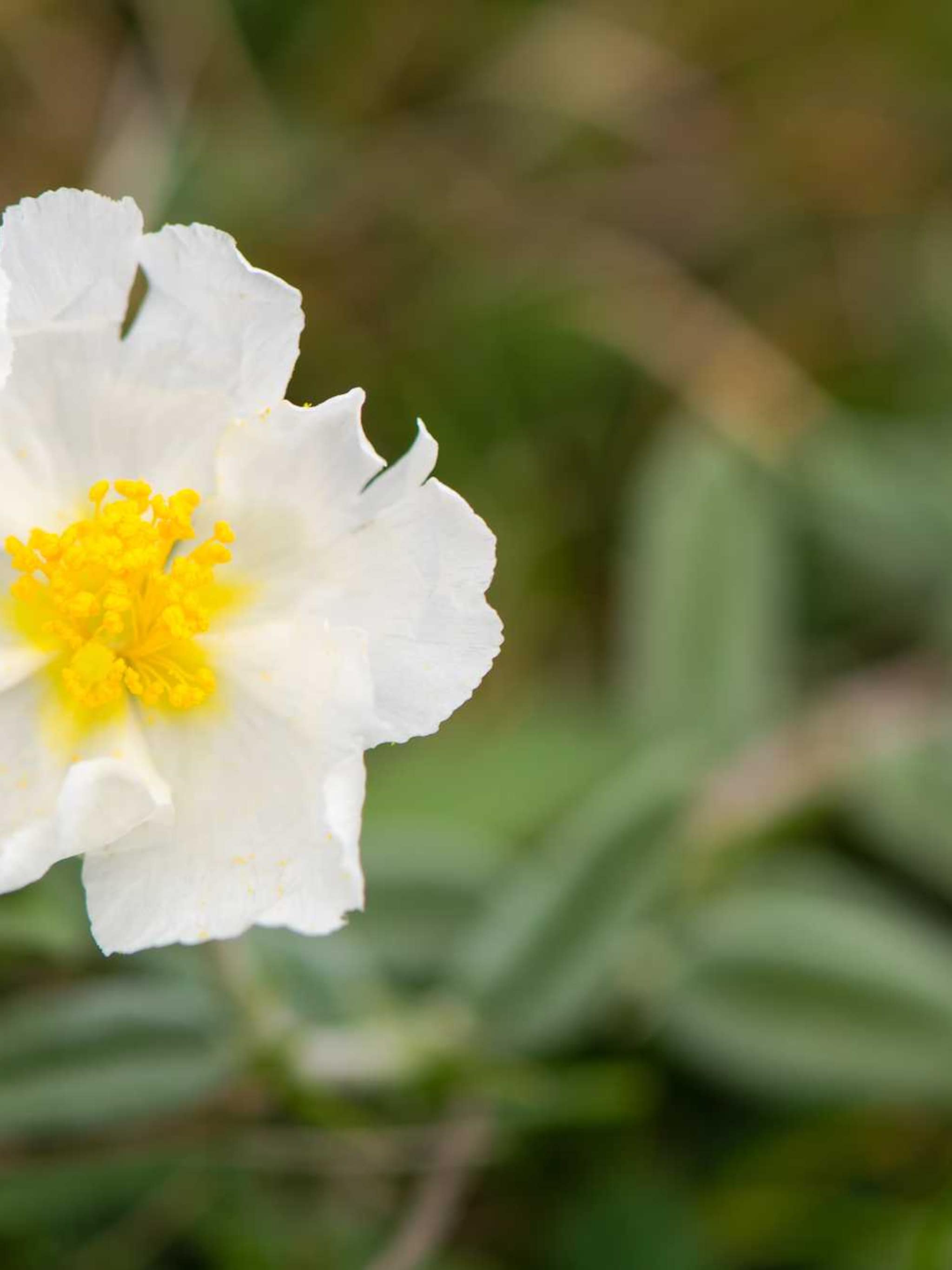 zonneroosje helianthemum snow queen