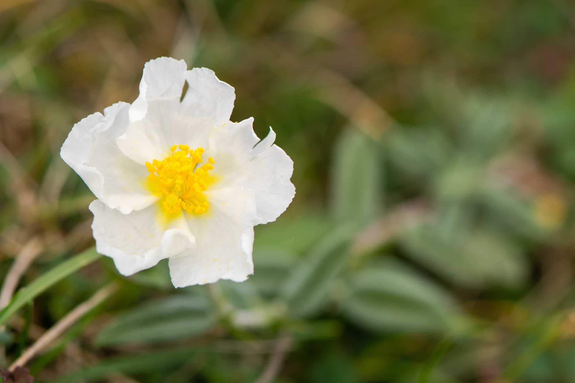 beeld vtwonen Shutterstock / IanRedding