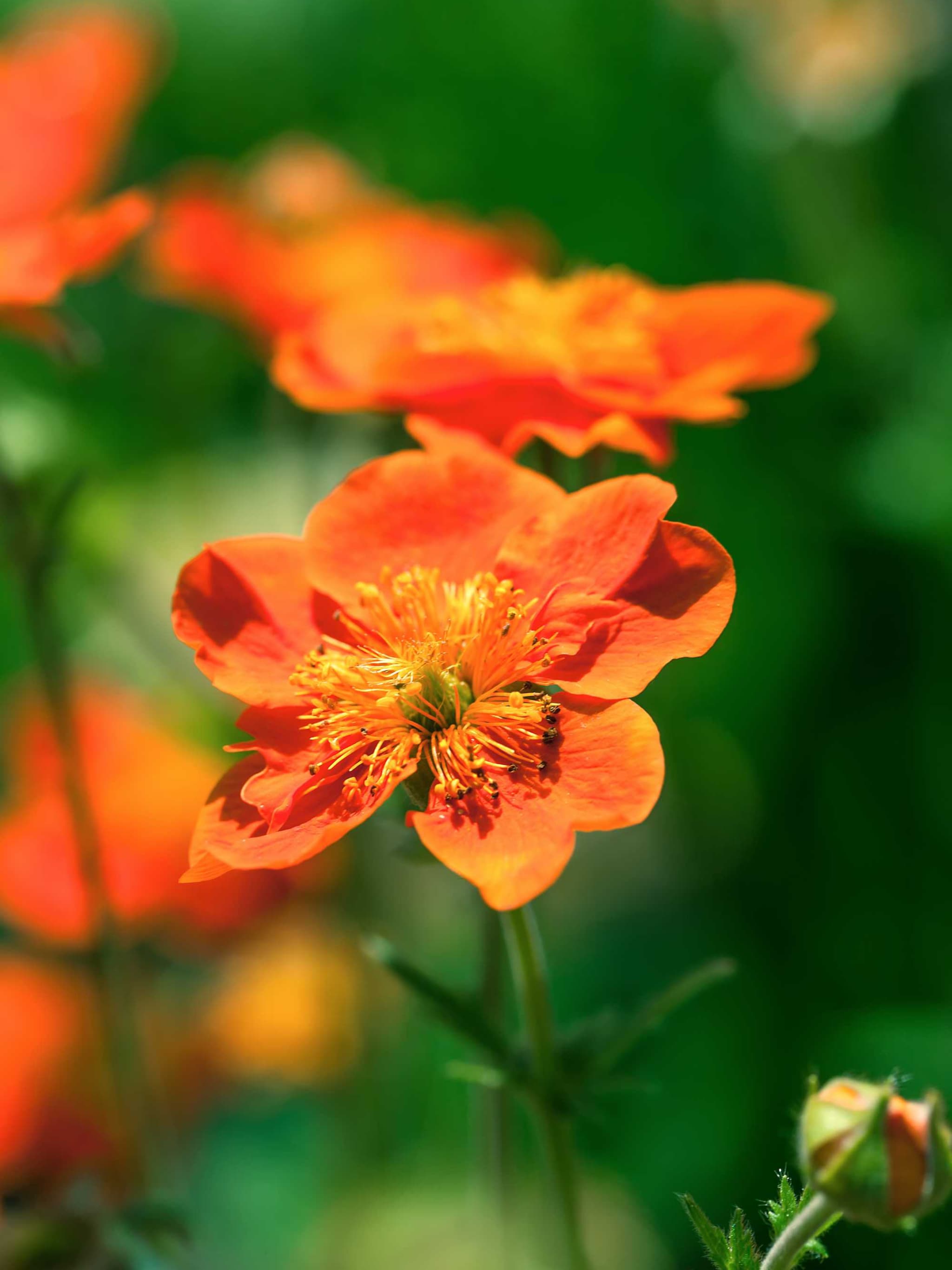zonneroosje helianthemum bronzeteppich