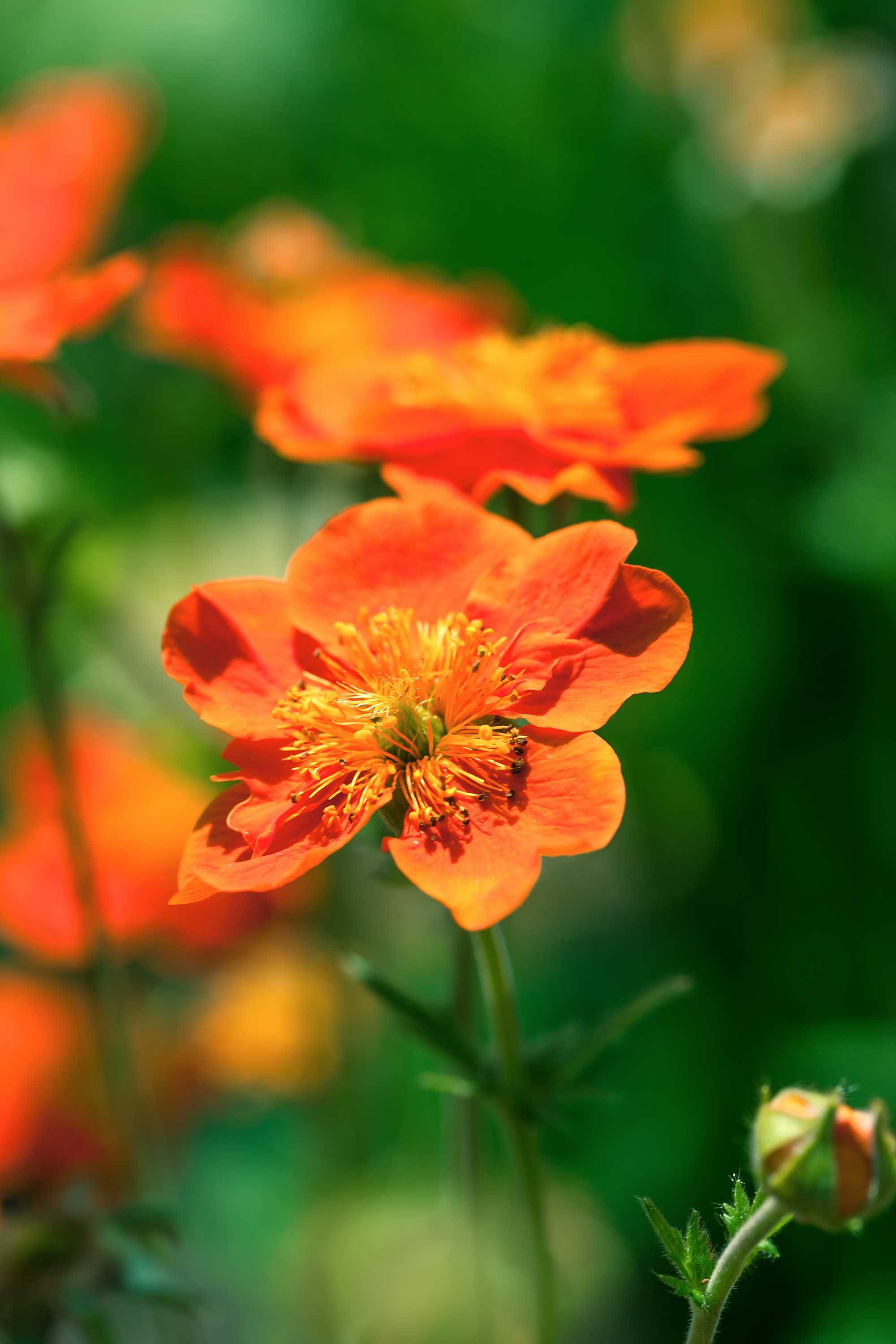 beeld vtwonen Shutterstock / motorolka