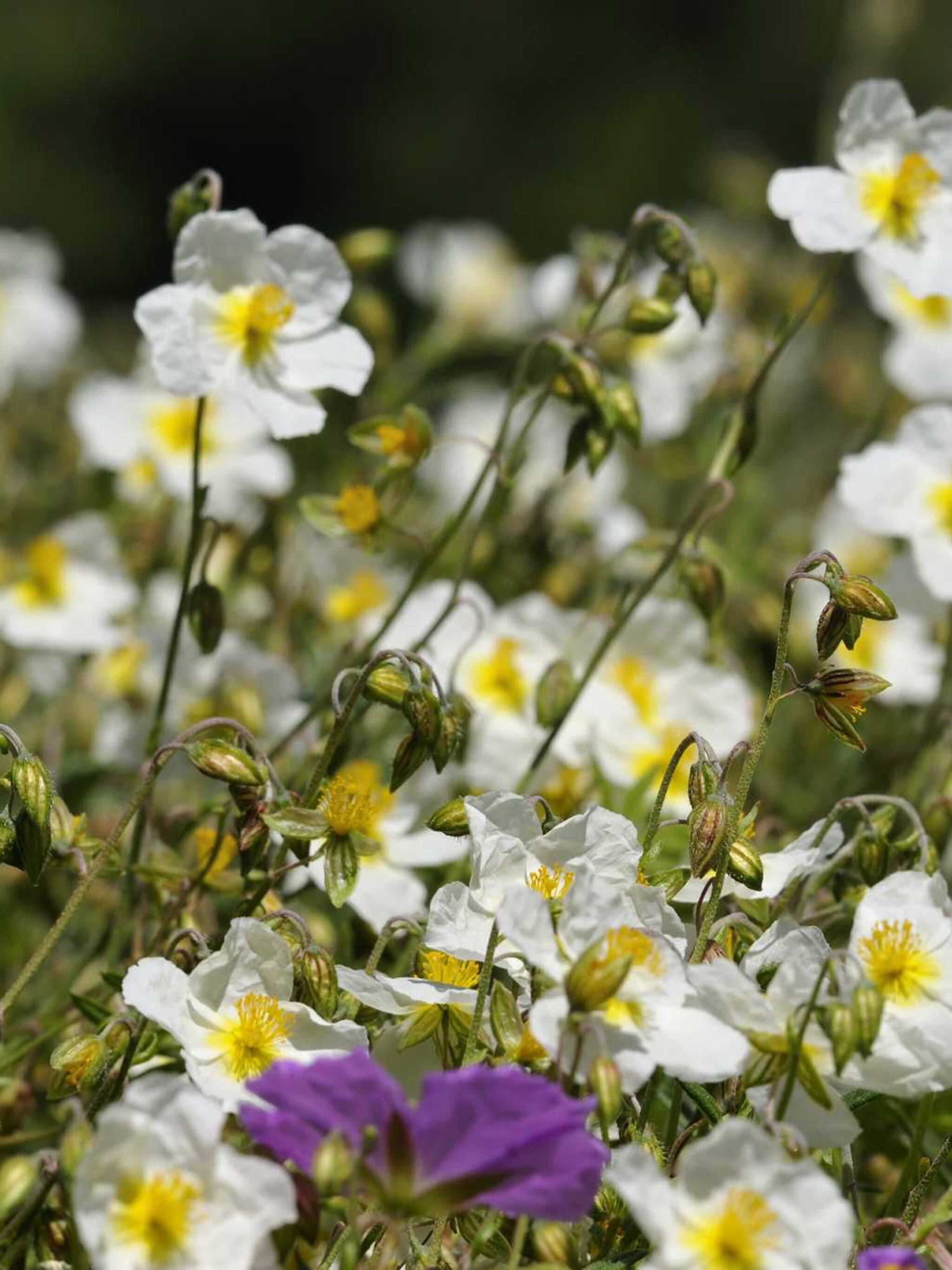 zonneroosje helianthemum the bride