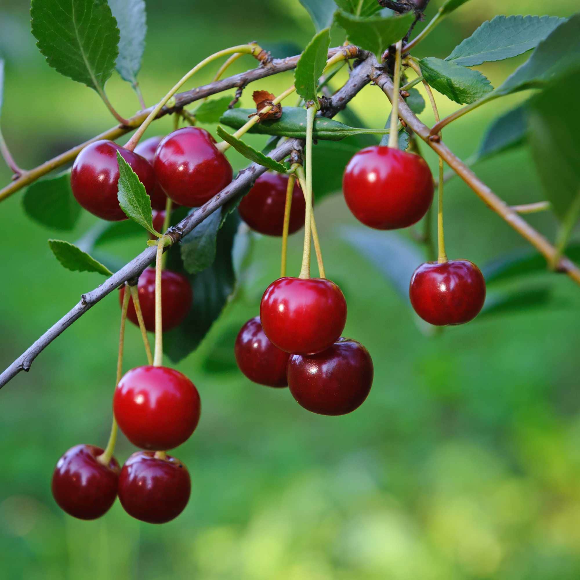 beeld vtwonen Shutterstock / Natalia Paklina