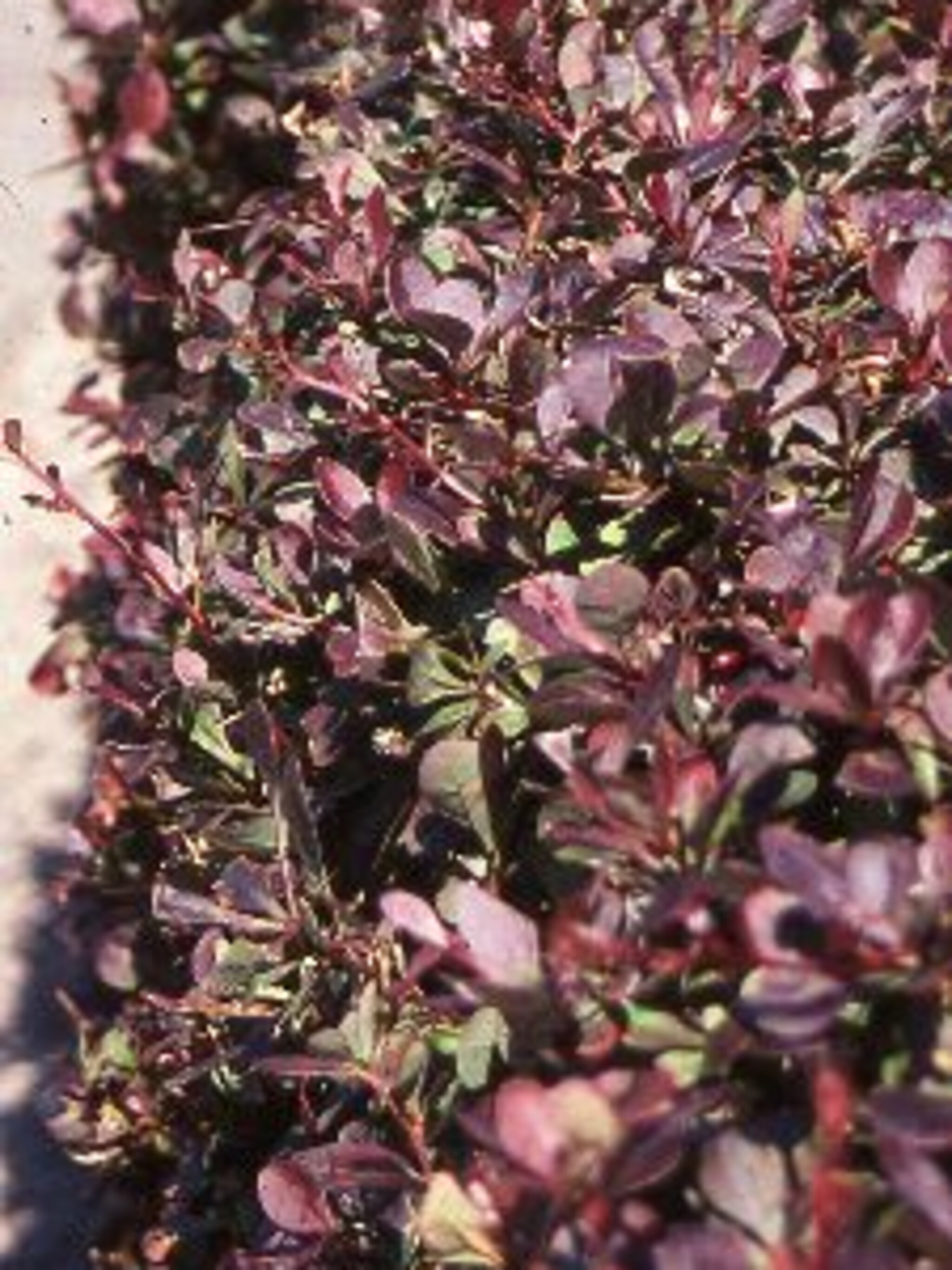 zuurbes berberis atropurpurea nana