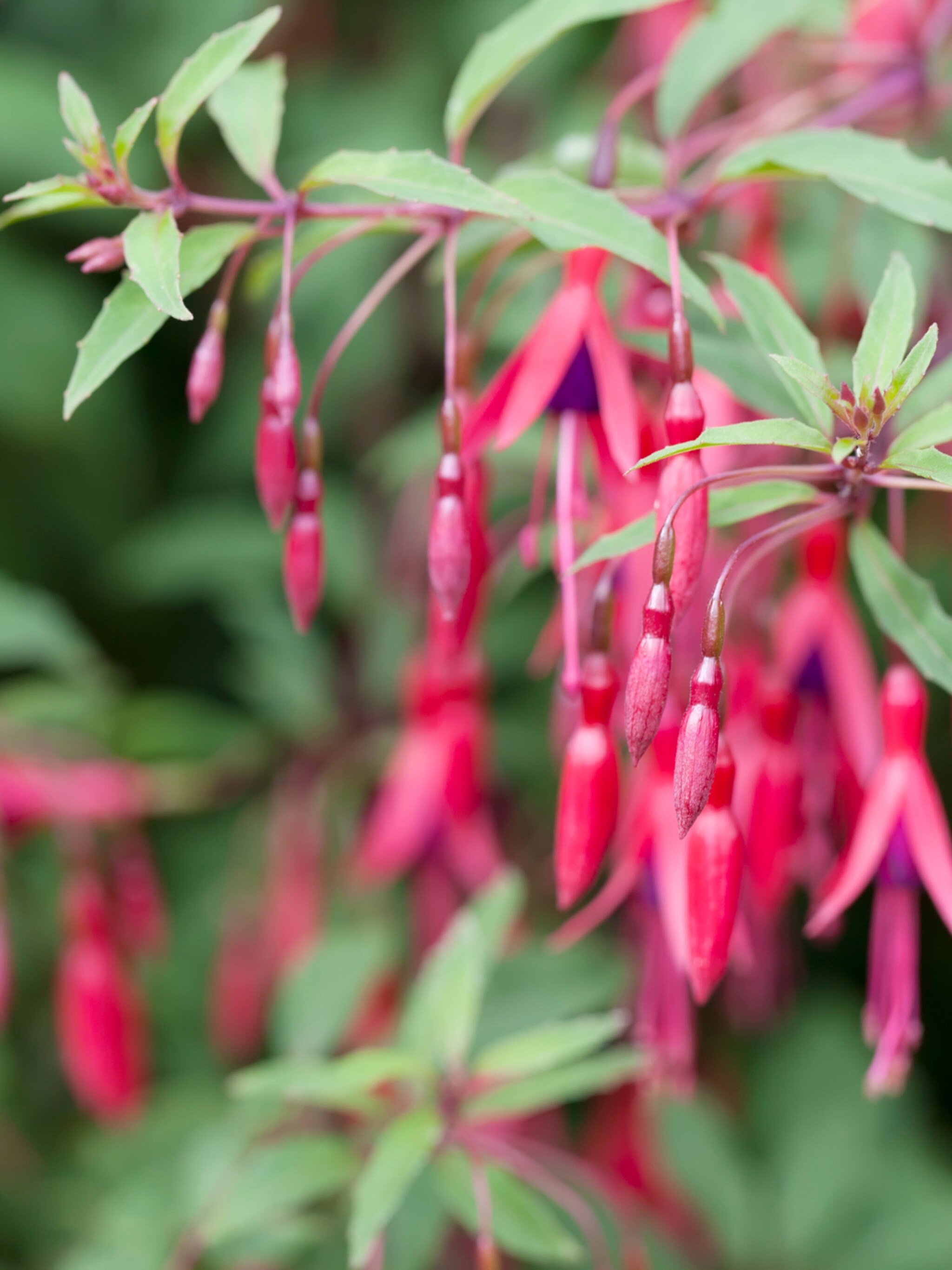 alles over de fuchsia