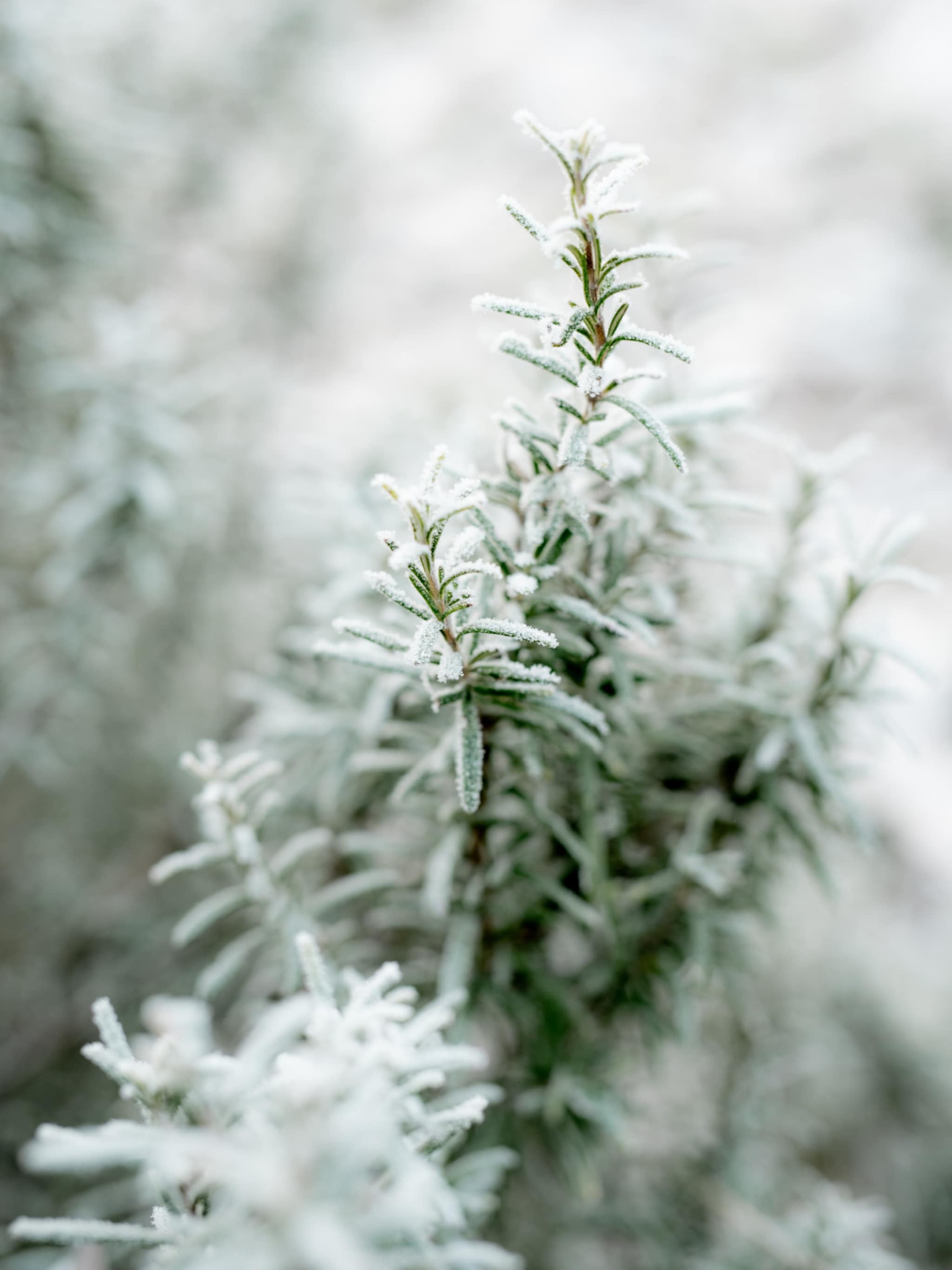 tuinieren in de winter mag je snoeien met vorst