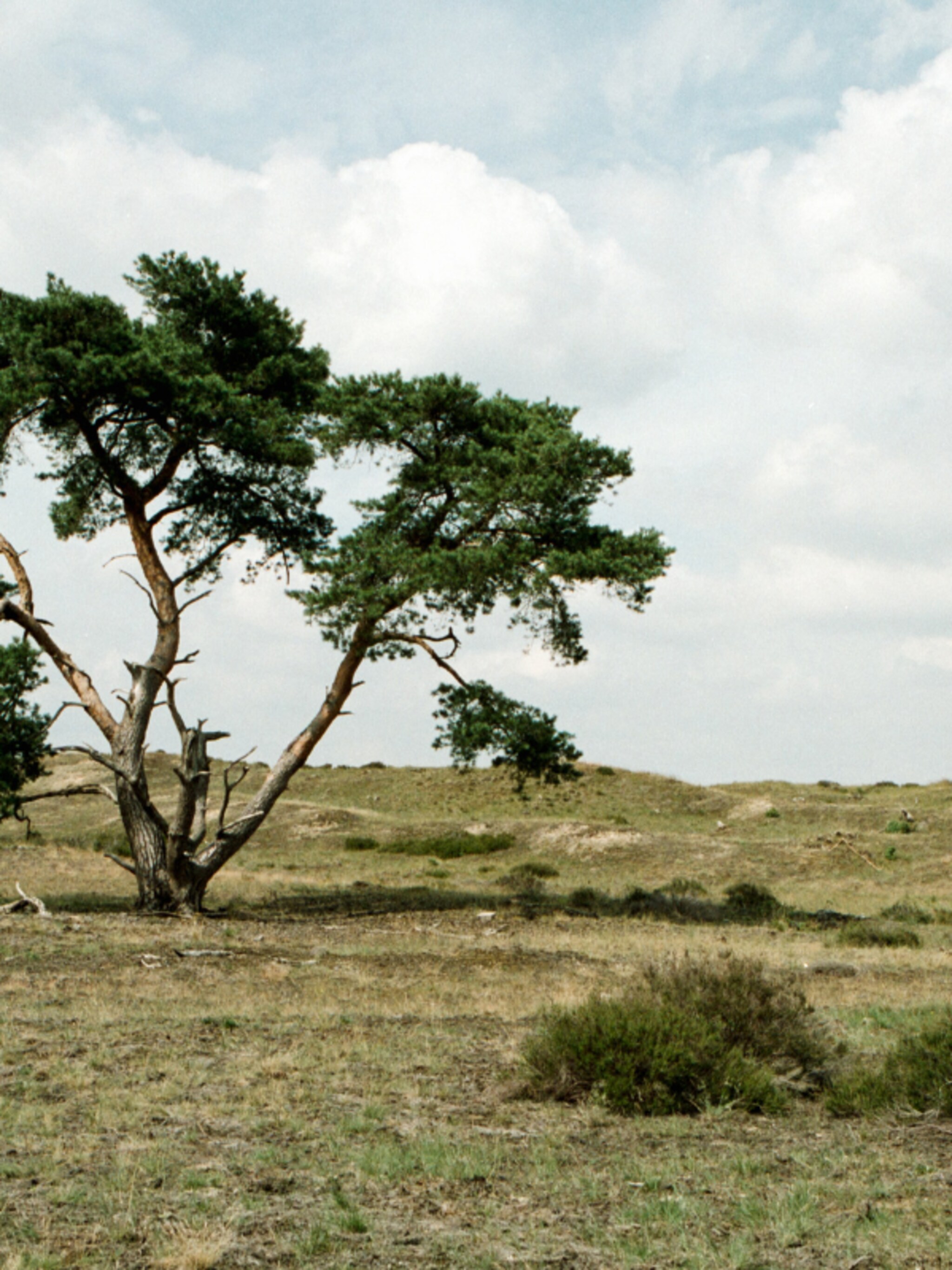 viva la veluwe de leukste plekken op de veluwe