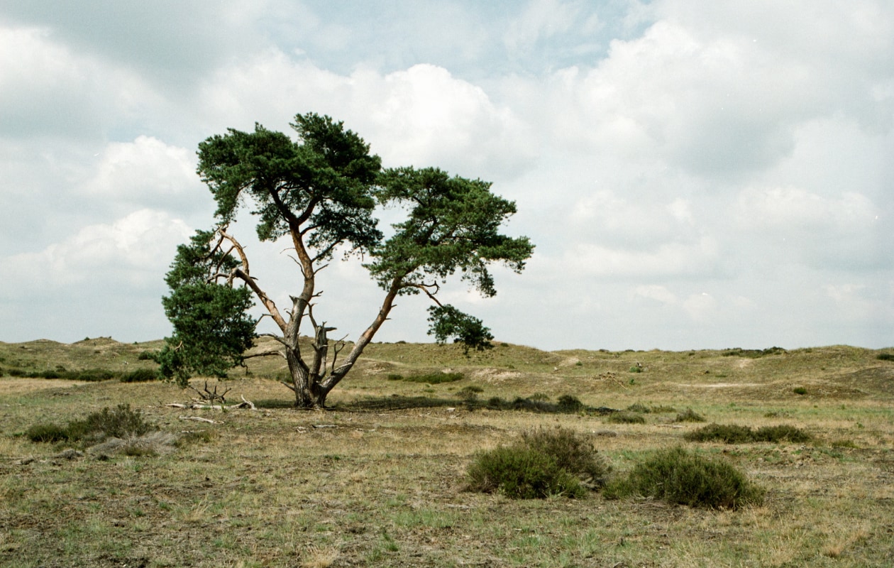 De Veluwe Beeld: Unsplash