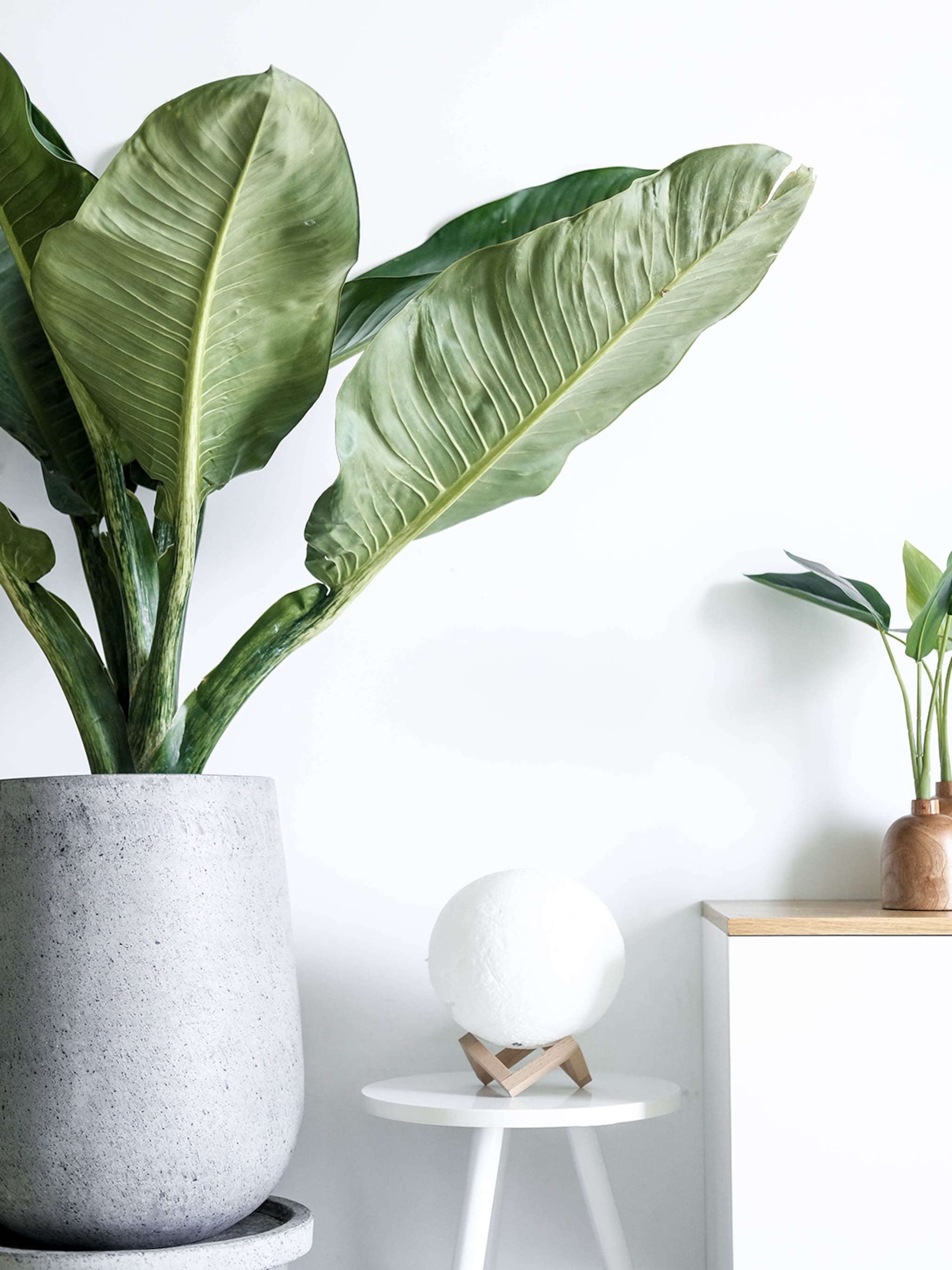 bananenplant met hangende of bruine bladeren zo zit dat