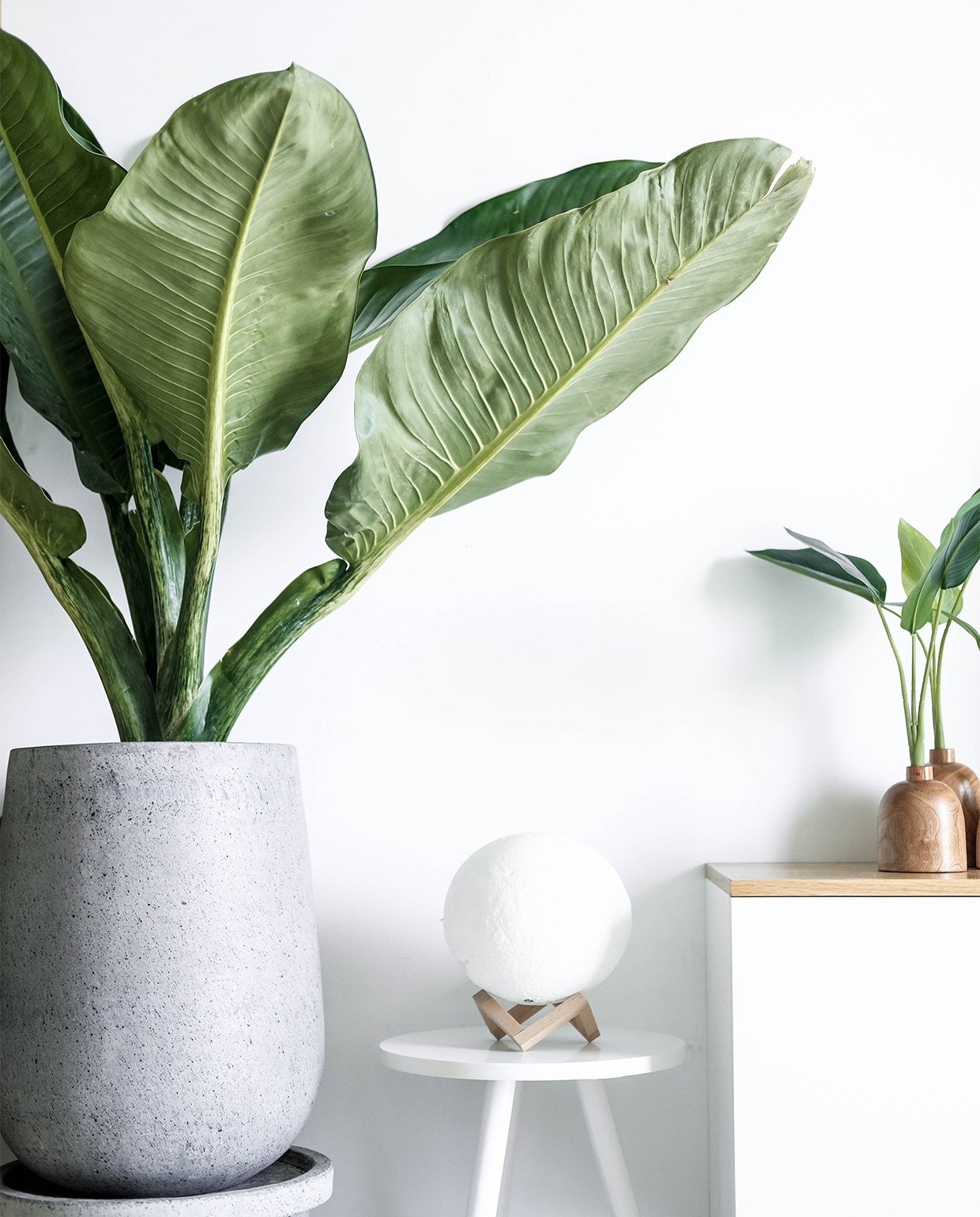 Bananenplant (musa) Unsplash | fotografie Linh Le
