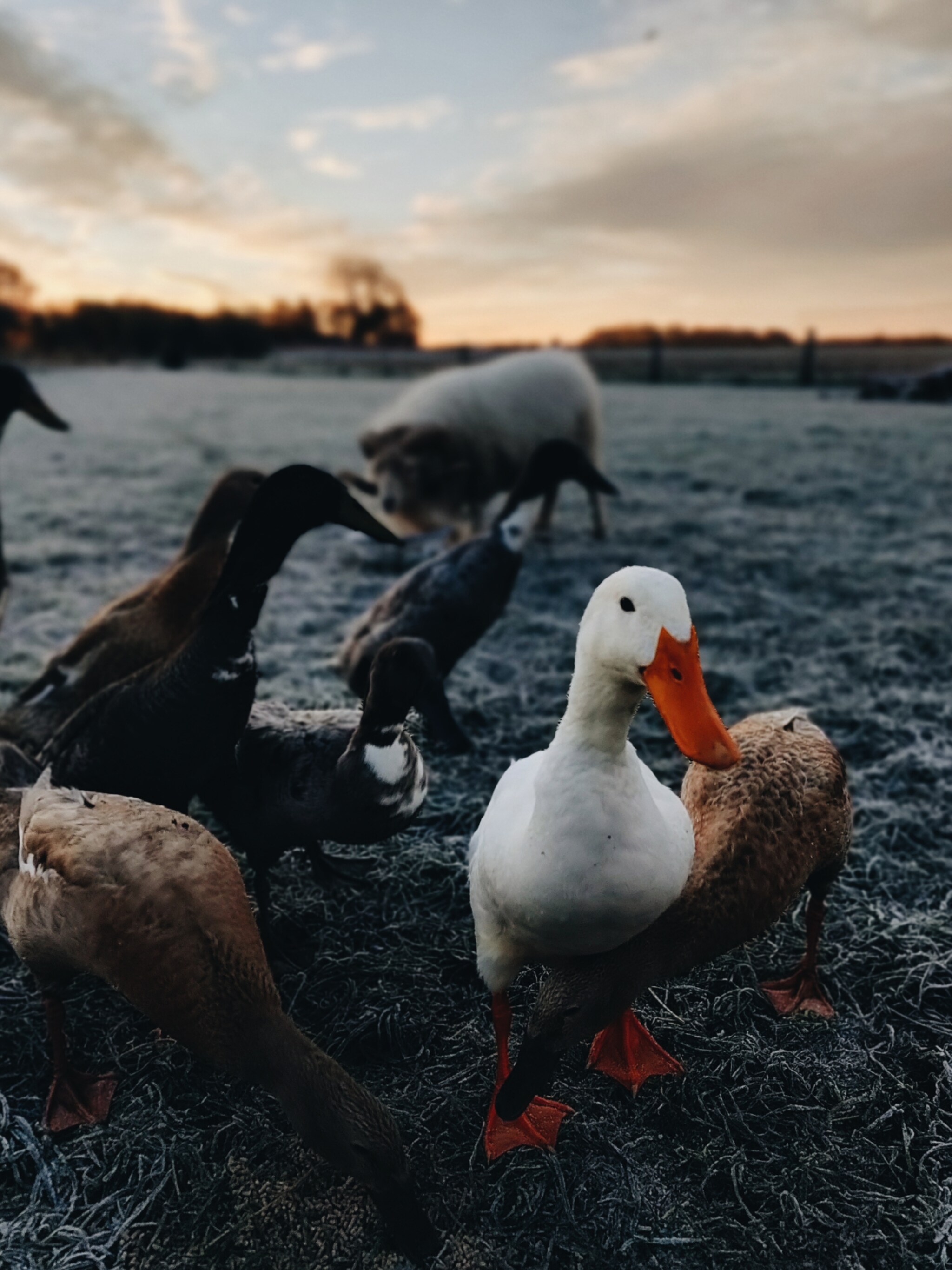 vivian en mark maken de tuin klaar voor december vergeet deze zaken niet
