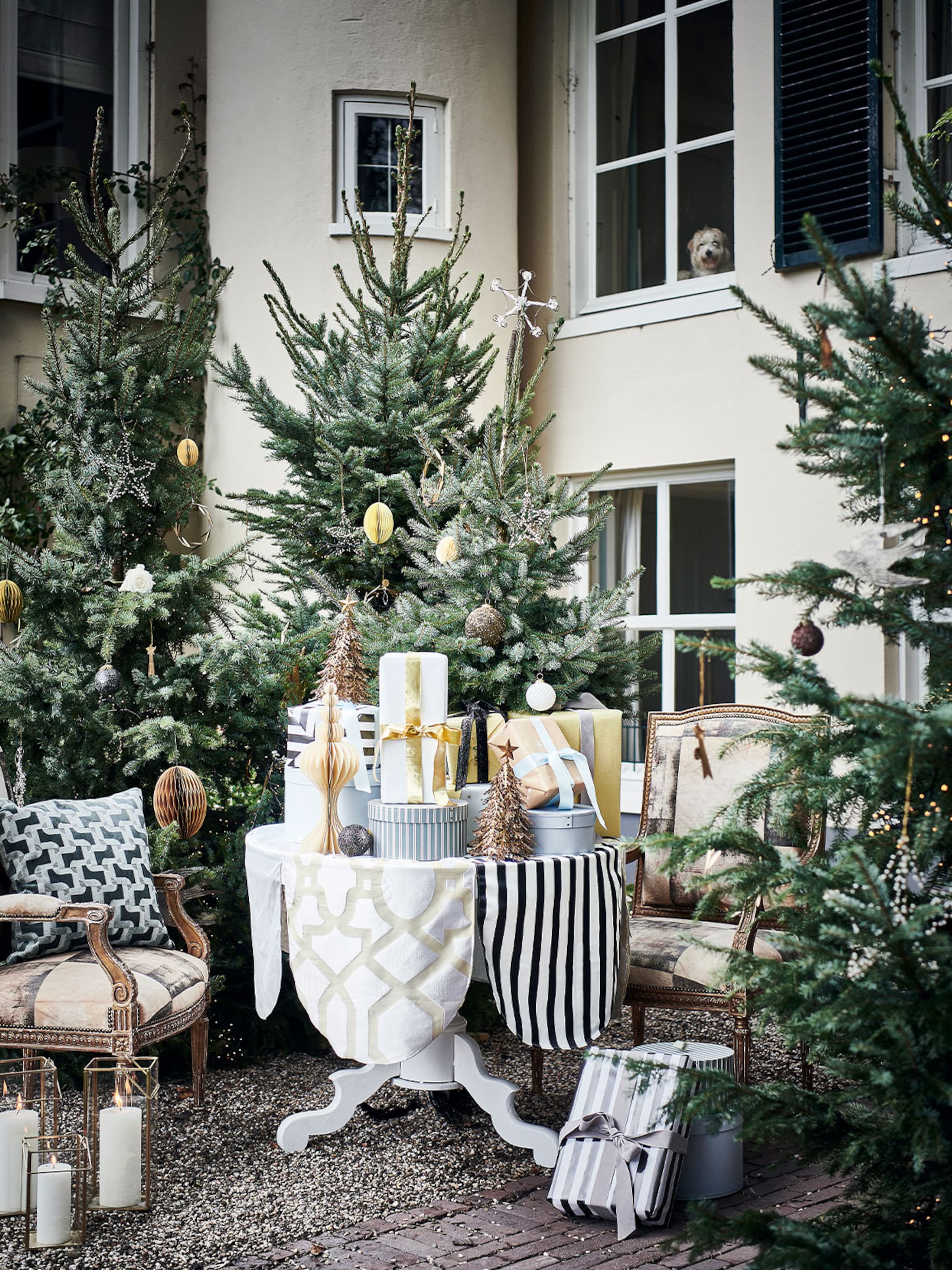 nog een ronde mee een kerstboom herplanten in de tuin doe je zo