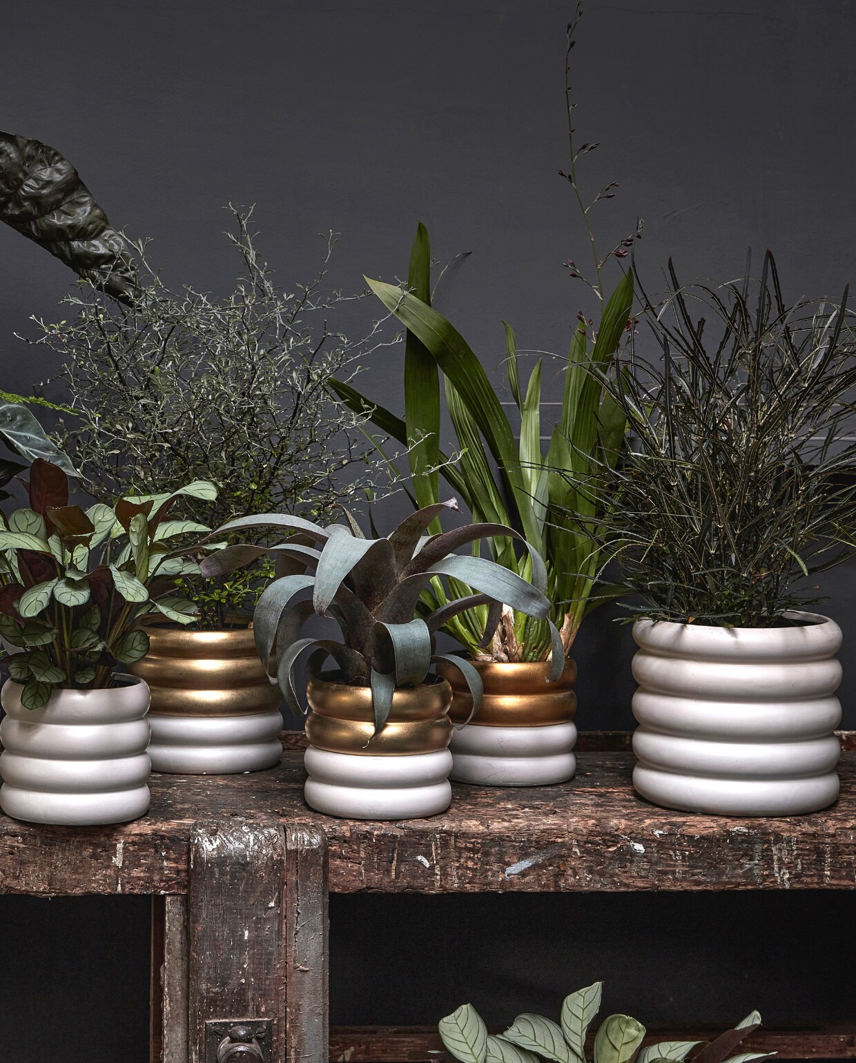 beeld vtwonen vtwonen pot &amp; plant collectie november 2022