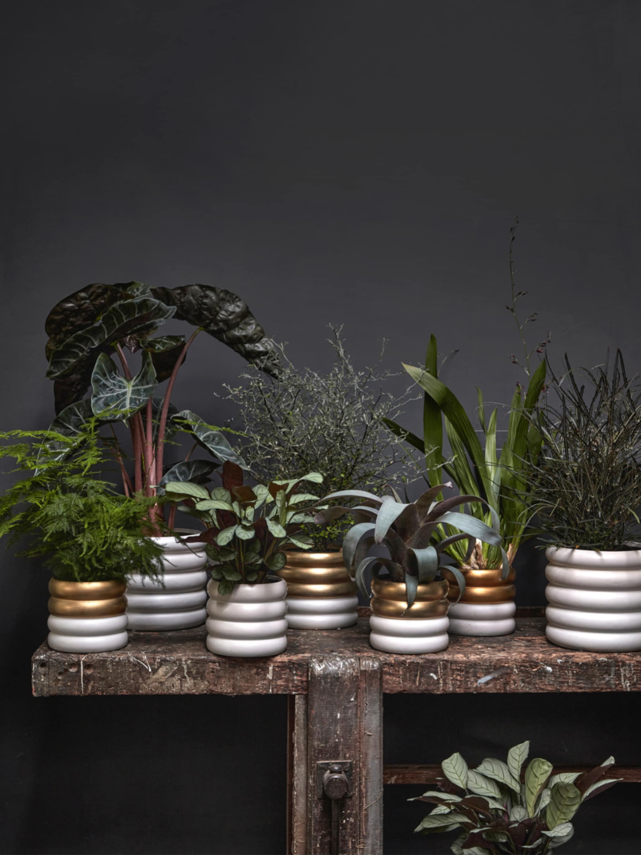 gouden combi shop de nieuwe vtwonen pot en plant collectie in deze tuincentra